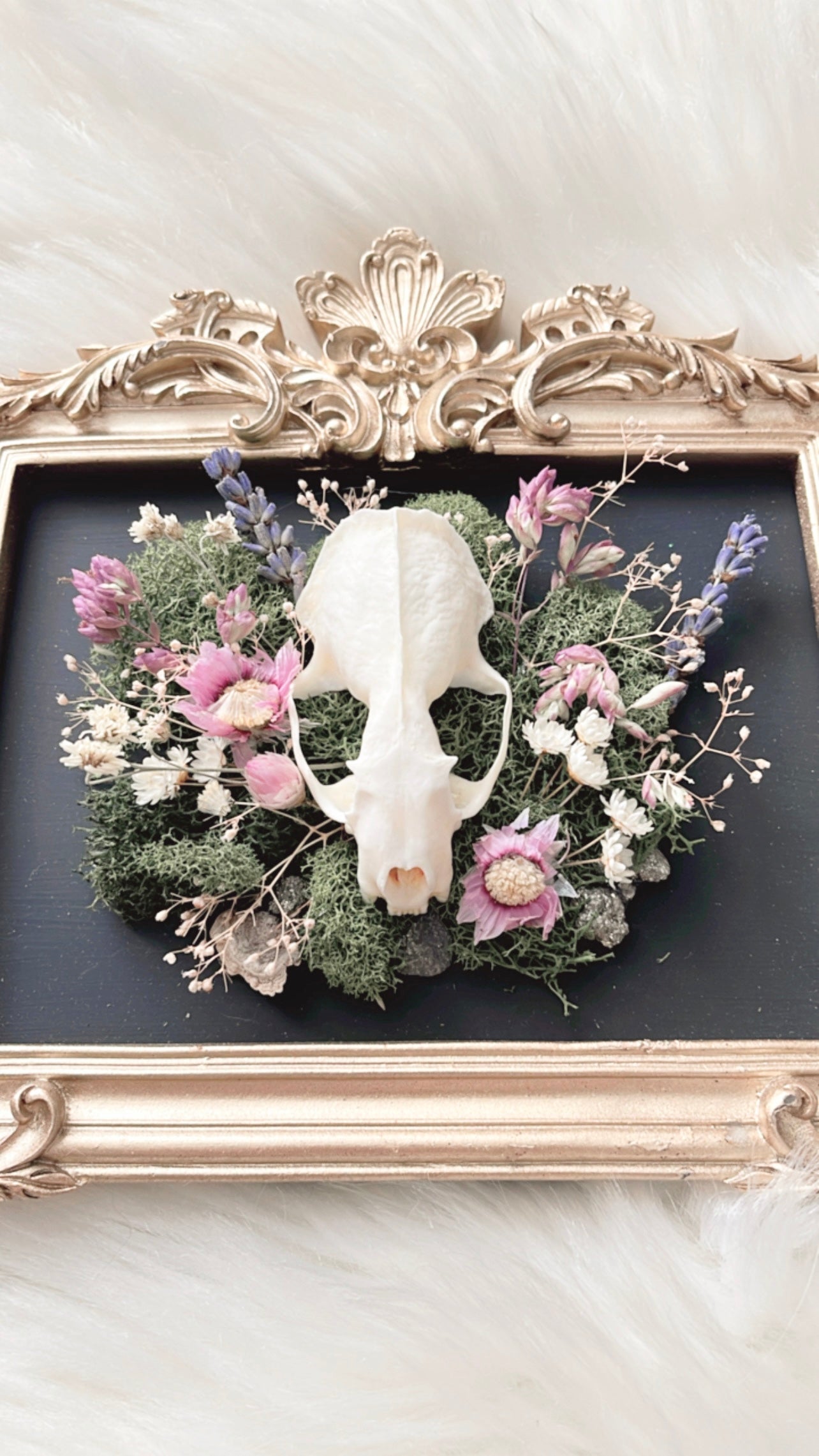 Isadora Oddities Skull <Mink Skull>