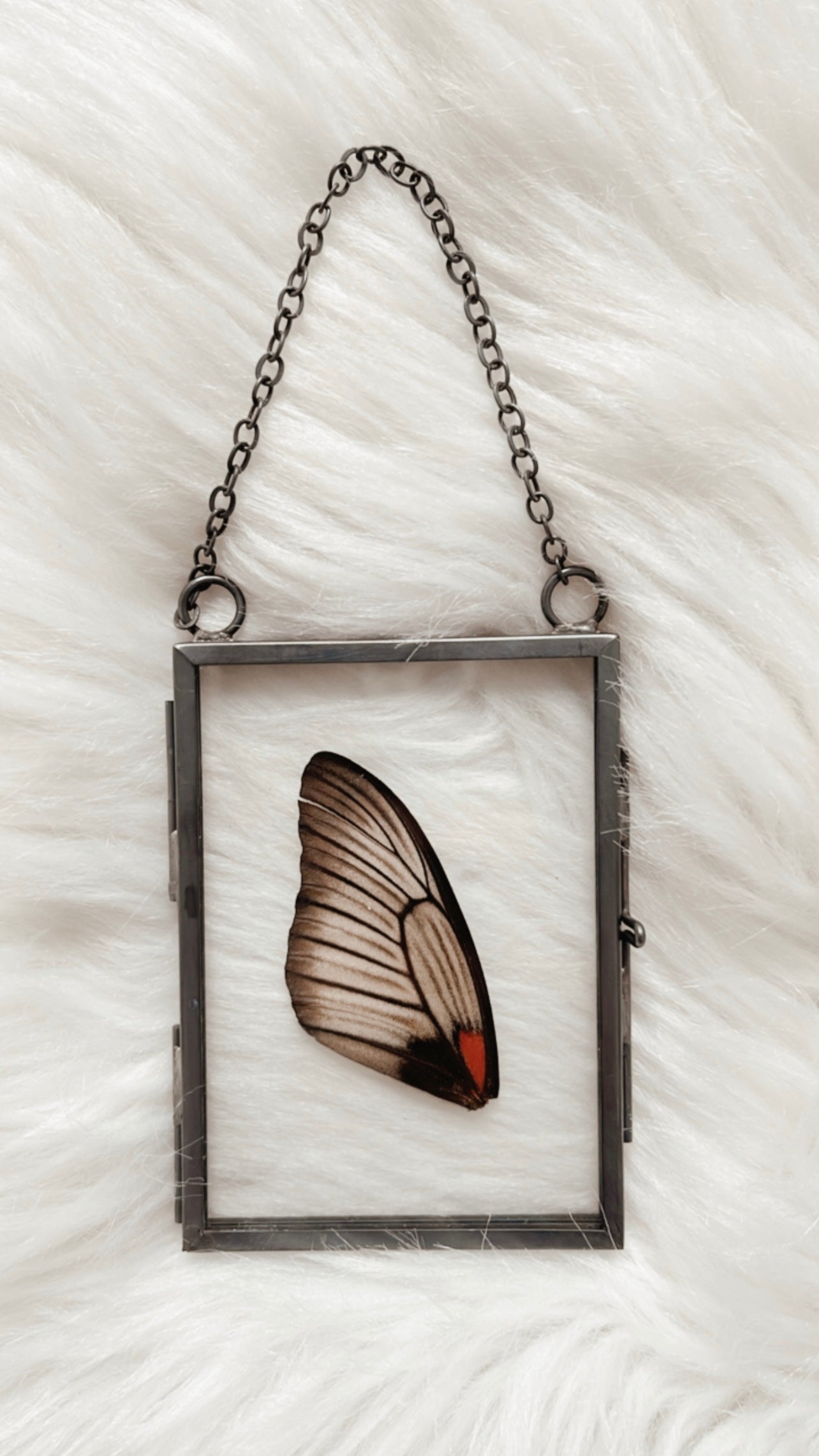 Ivy Butterfly Frame