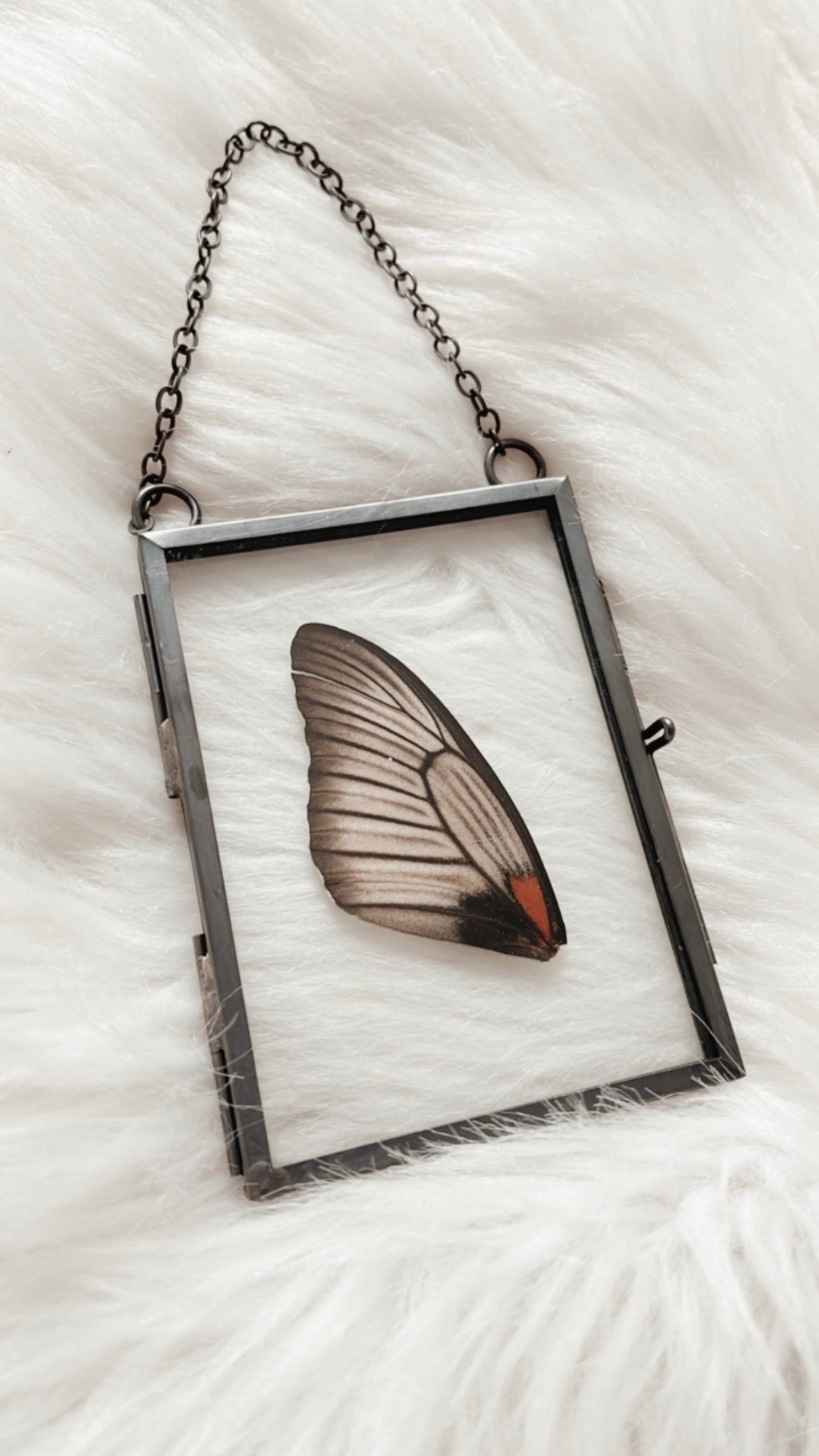 Ivy Butterfly Frame