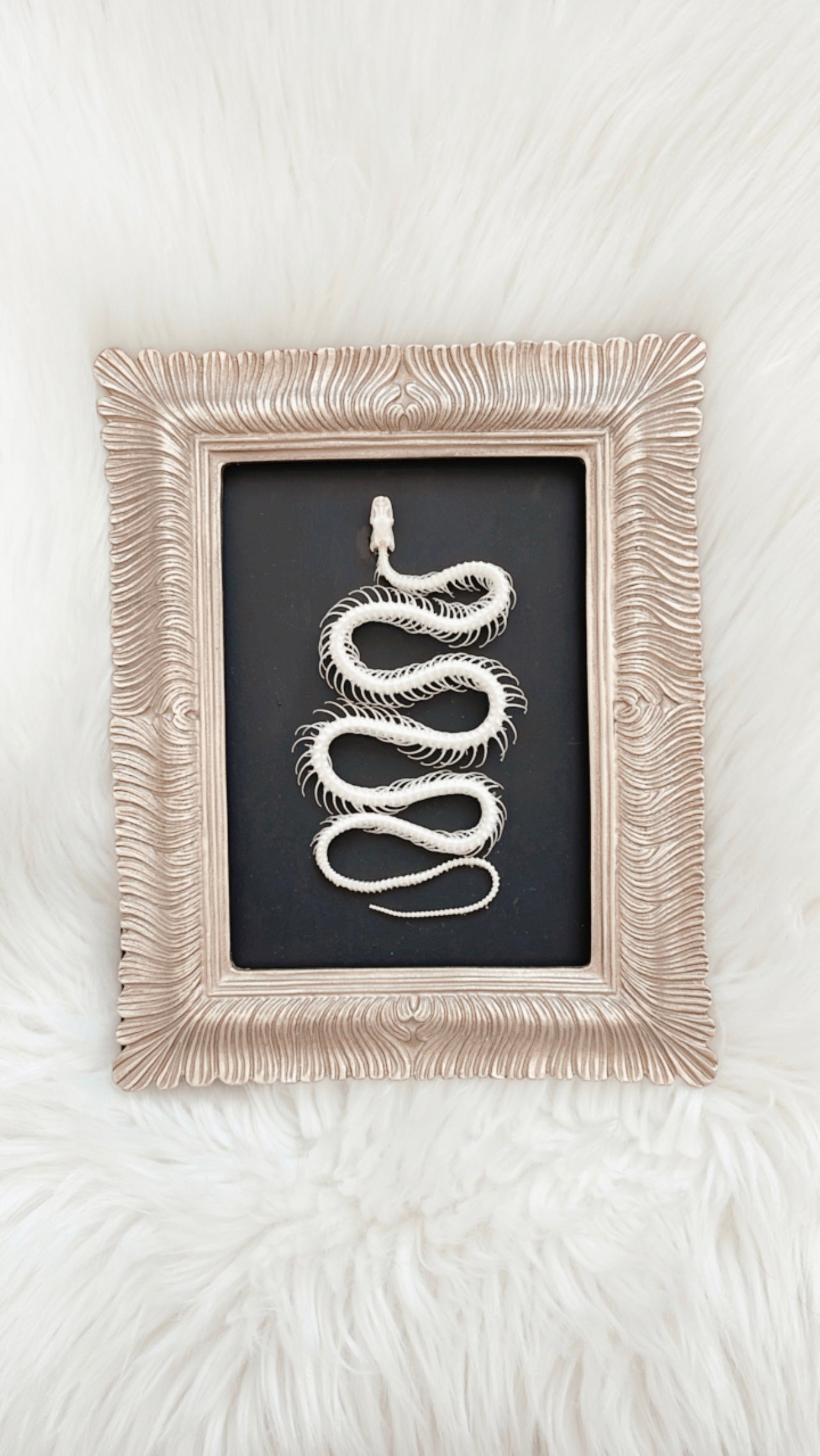Jasper Snake Frame