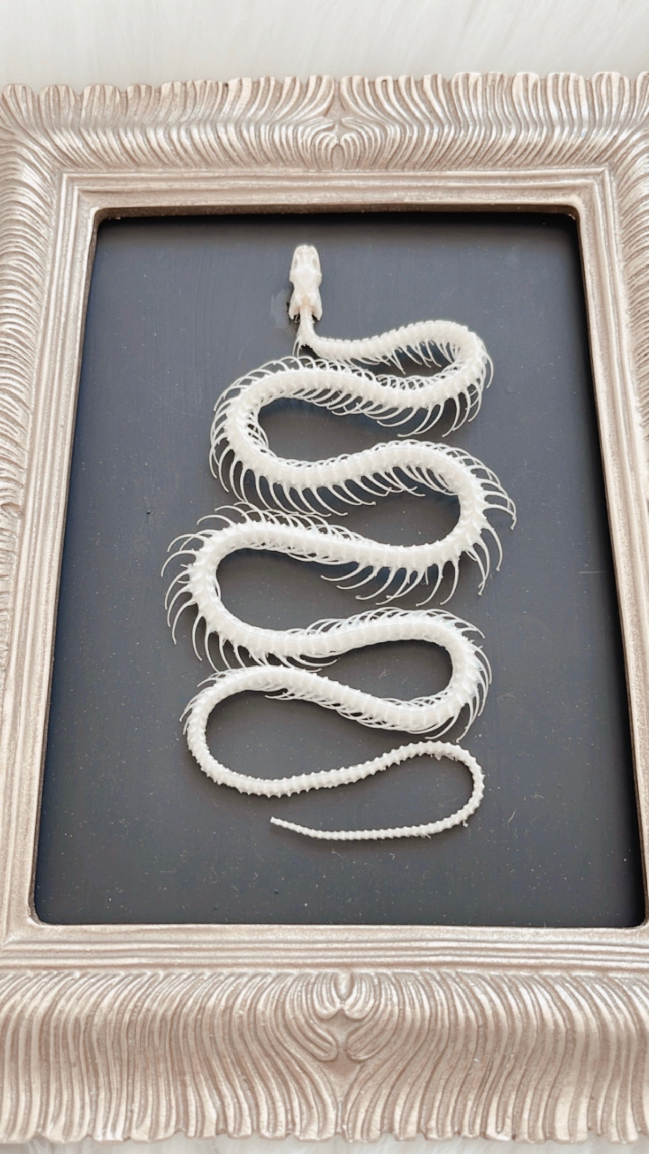 Jasper Snake Frame