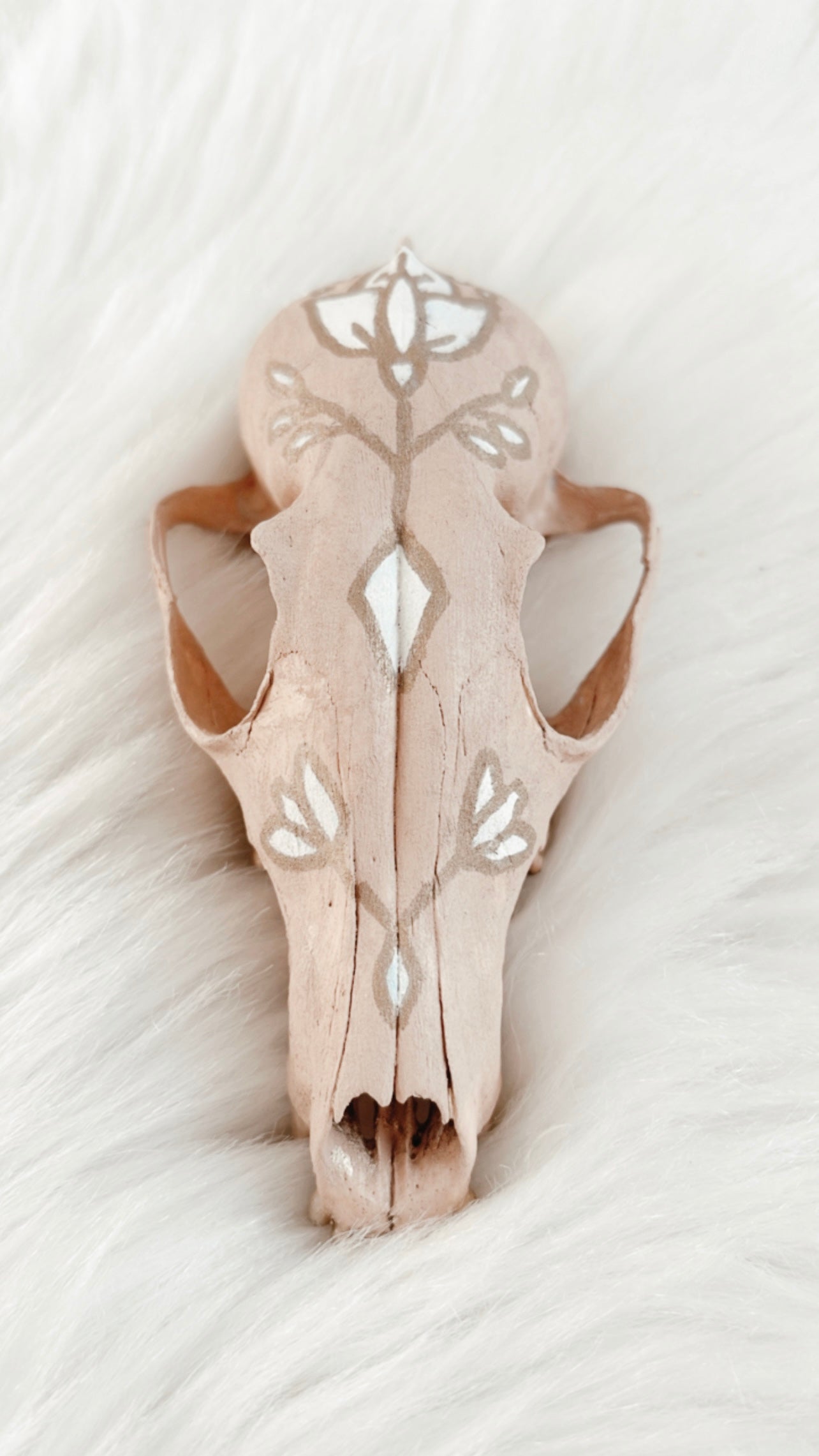 Knox Fox Skull