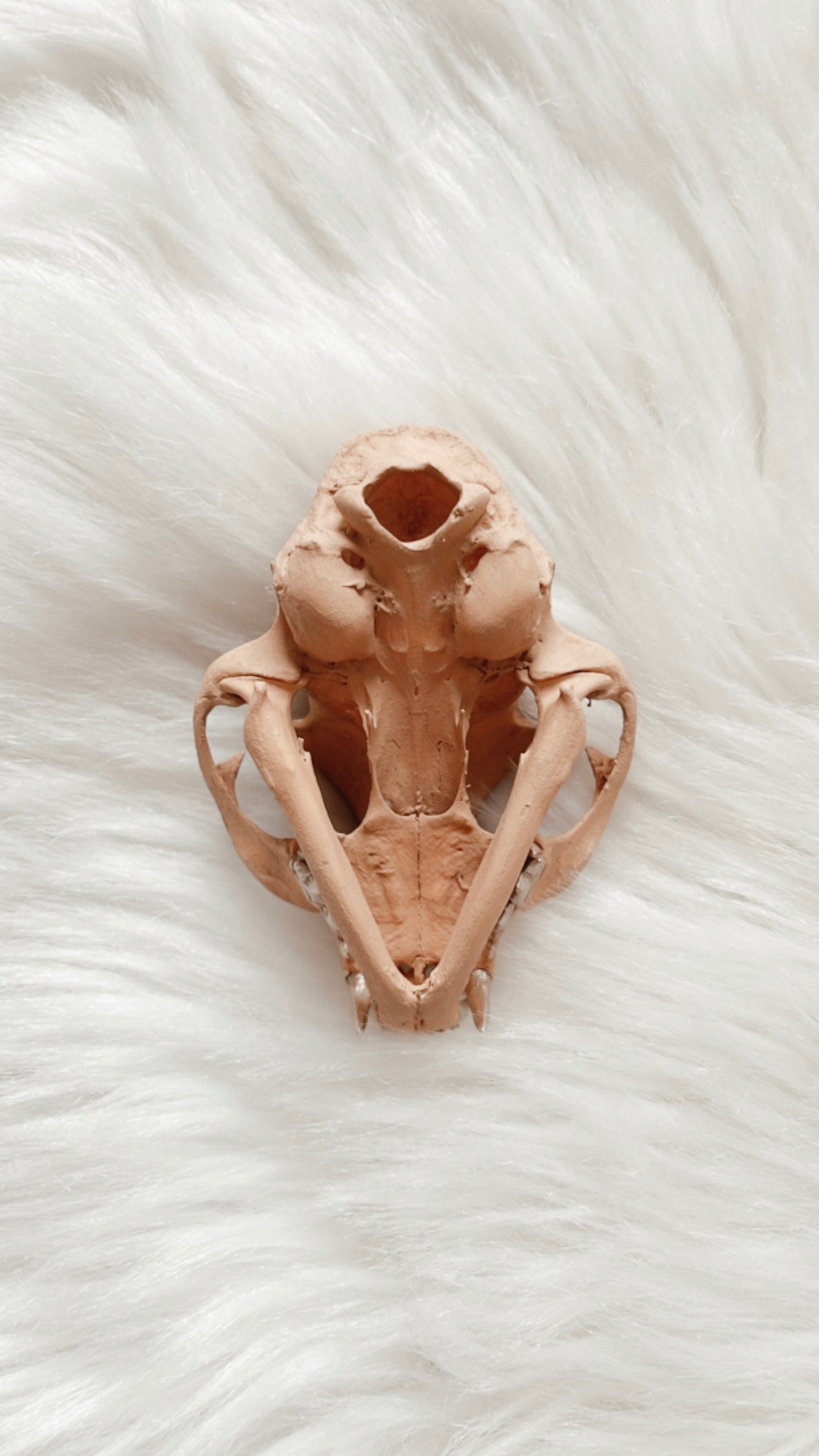 Kylo Cat Skull