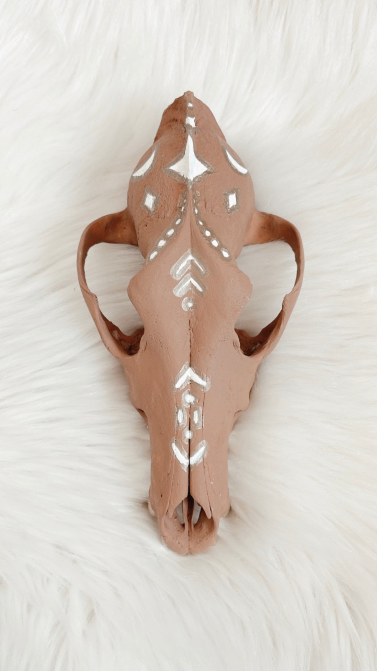 Kylo Coyote Skull