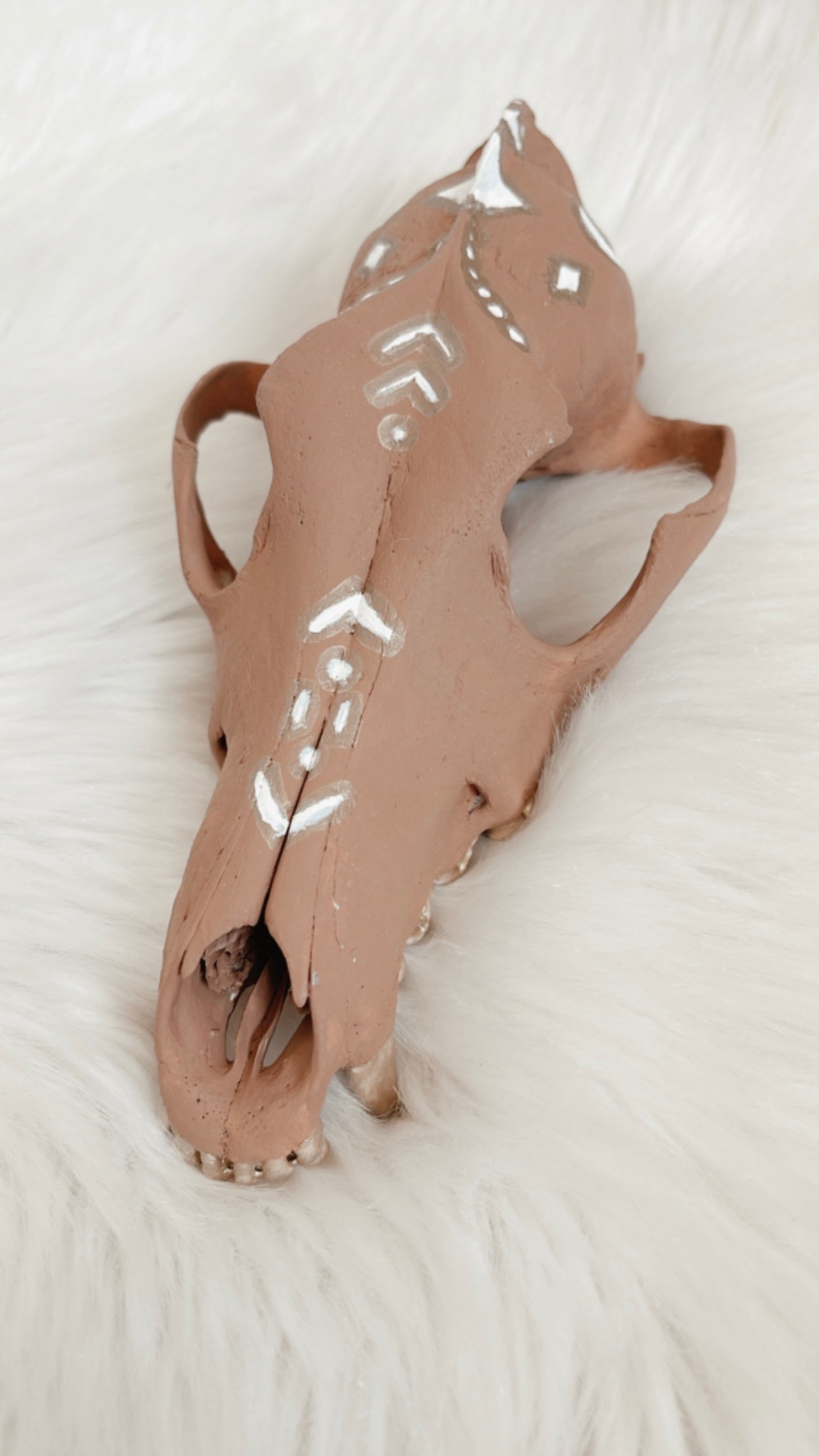Kylo Coyote Skull