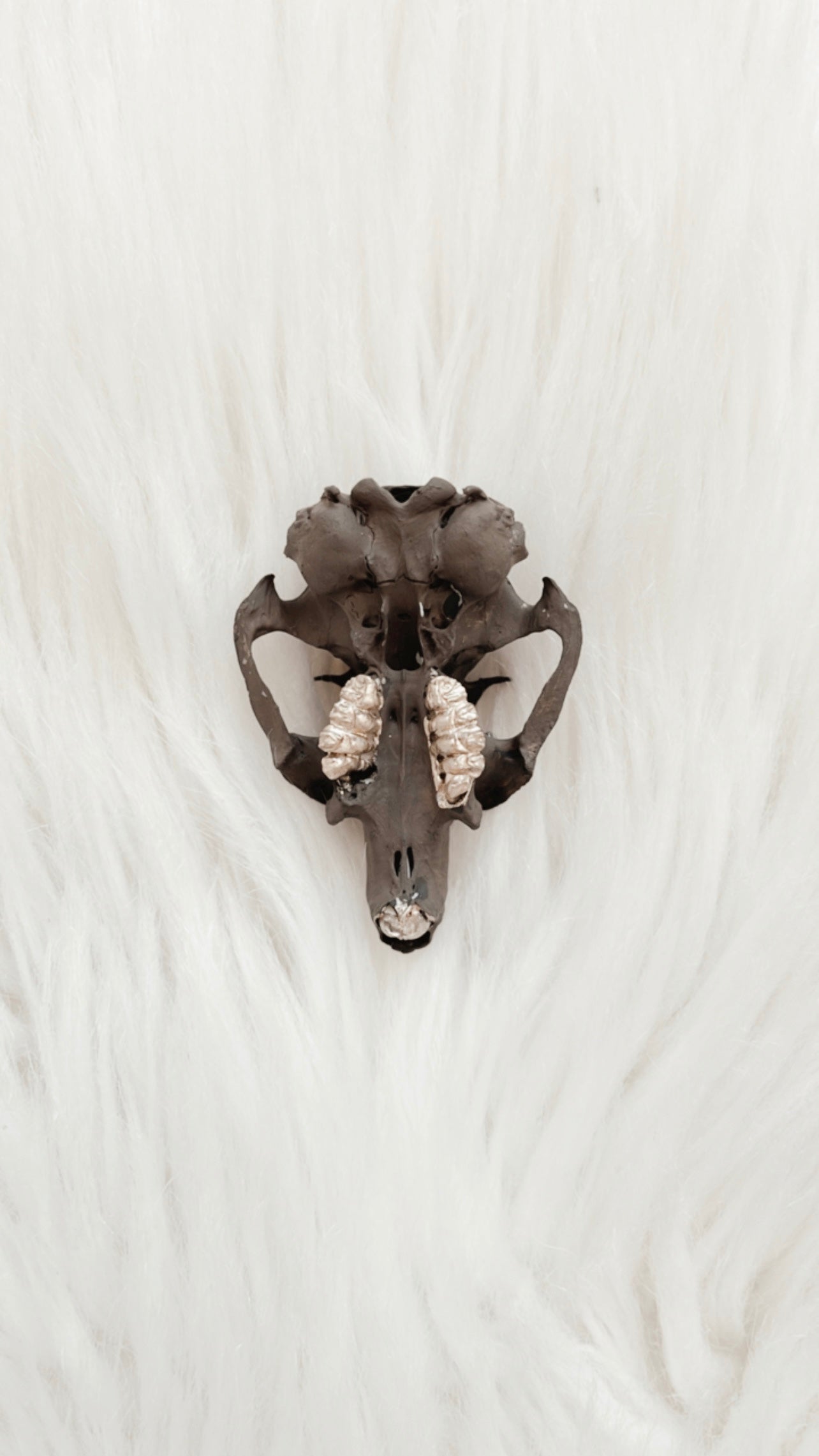 Laurent Squirrel Skull