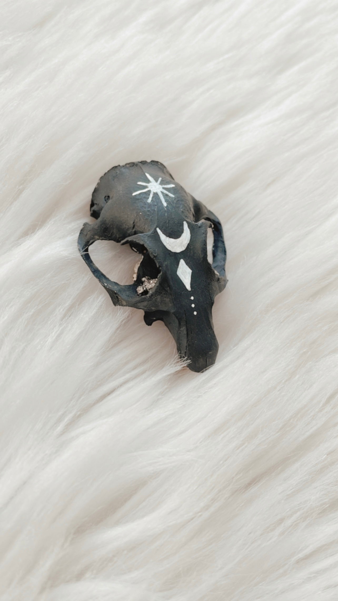 Lennon Squirrel Skull