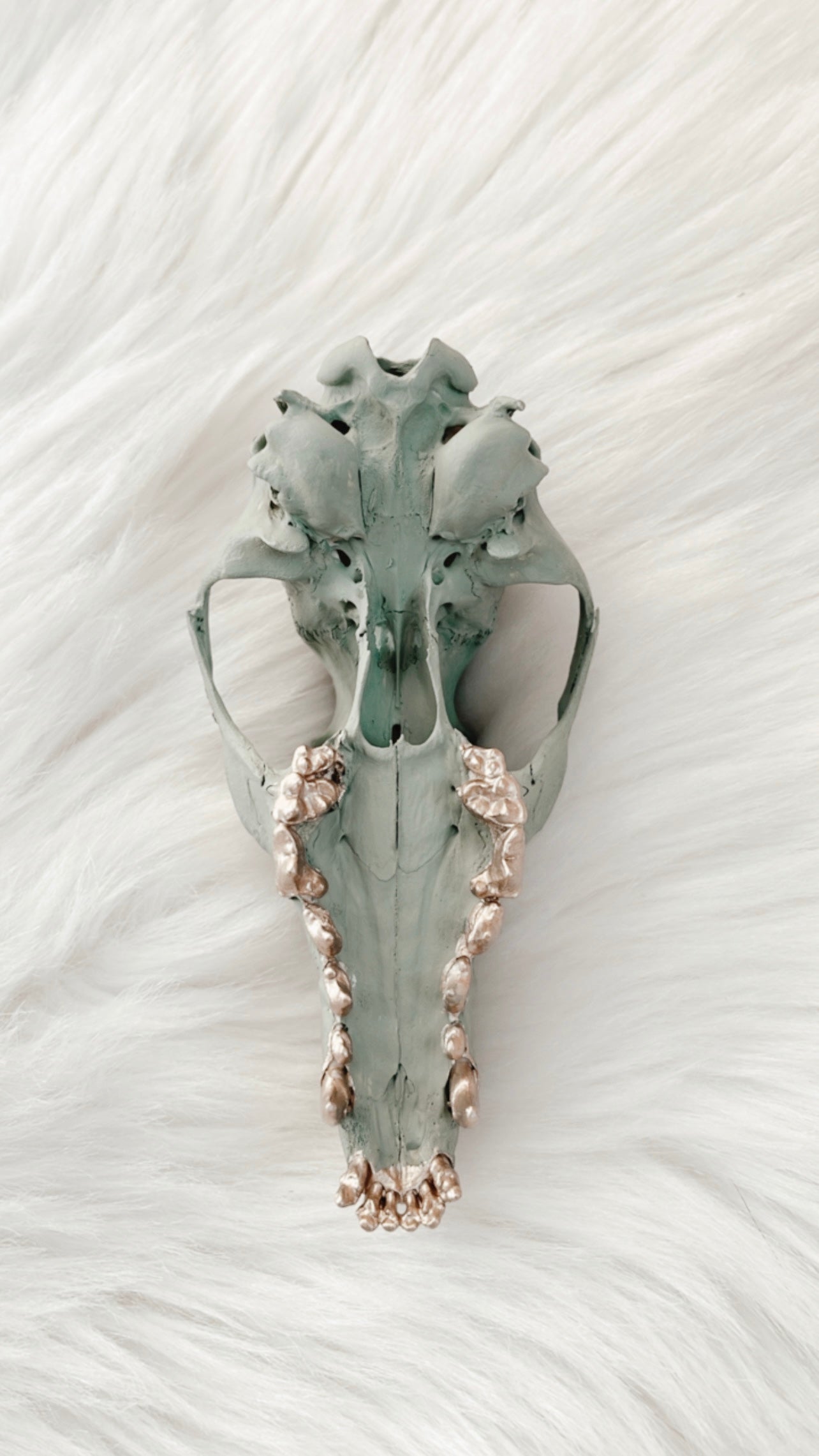 Letitia Fox Skull