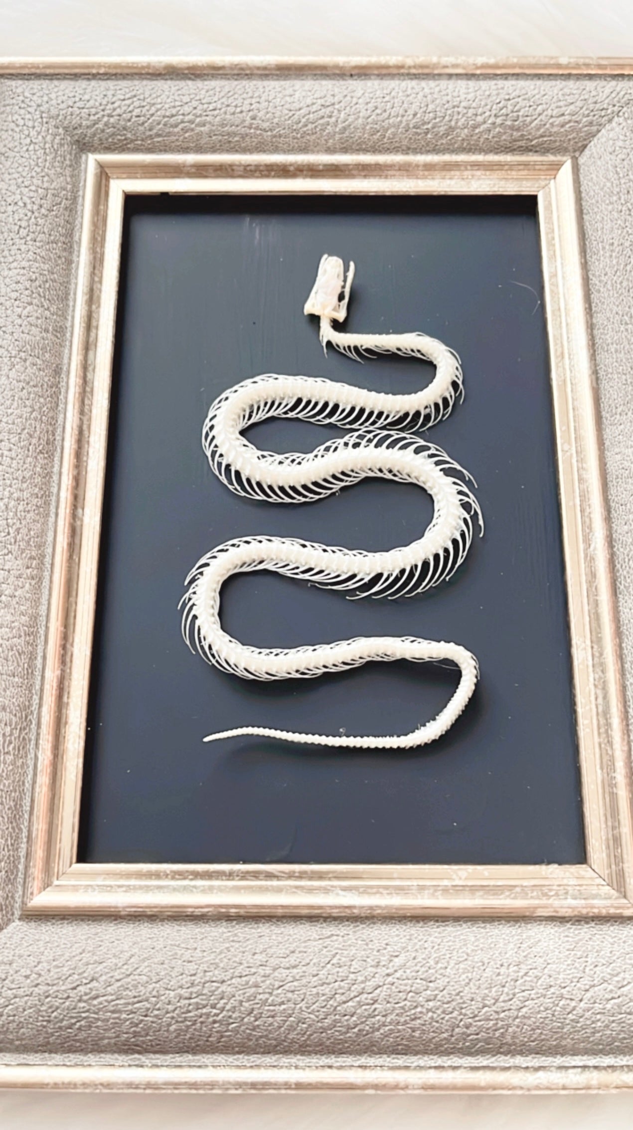Lexi Snake Skelly Frame