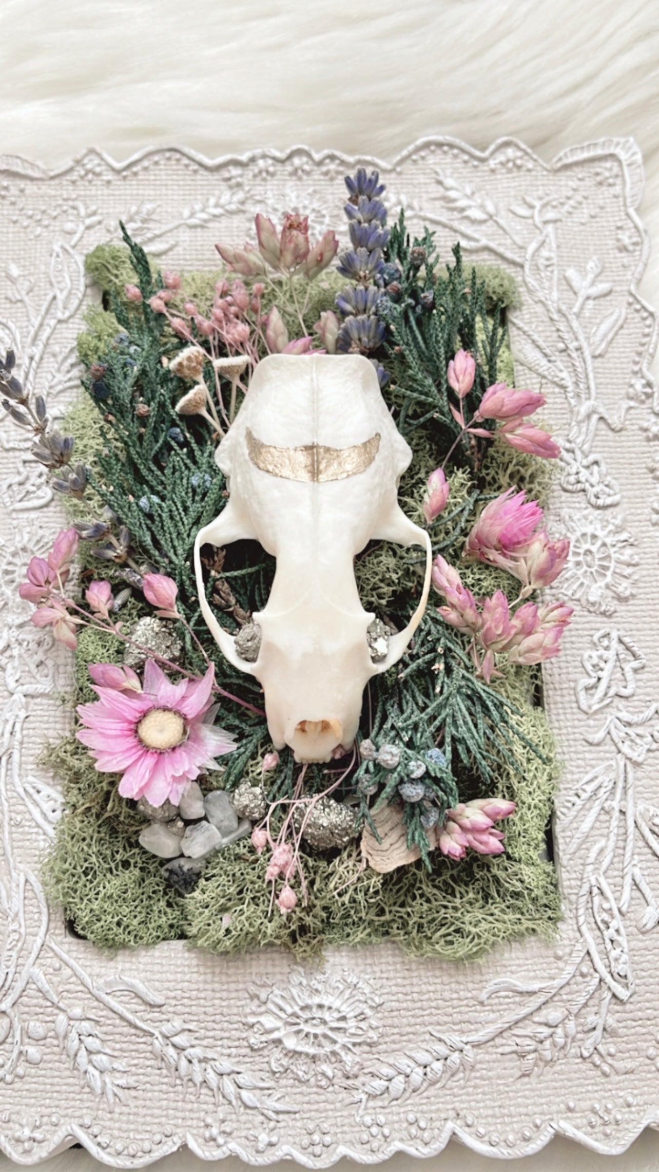 Lily Oddities Frame <Mink Skull>