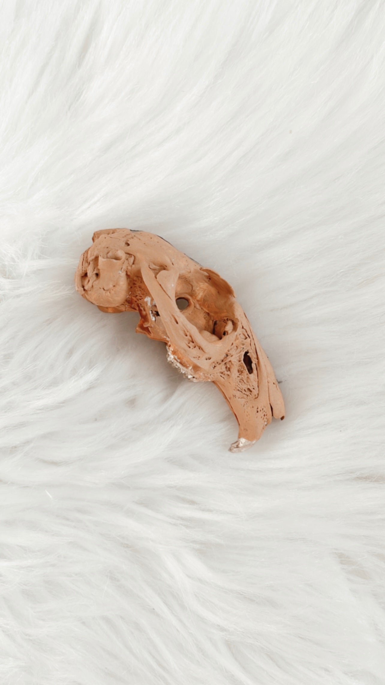 Loki Rabbit Skull