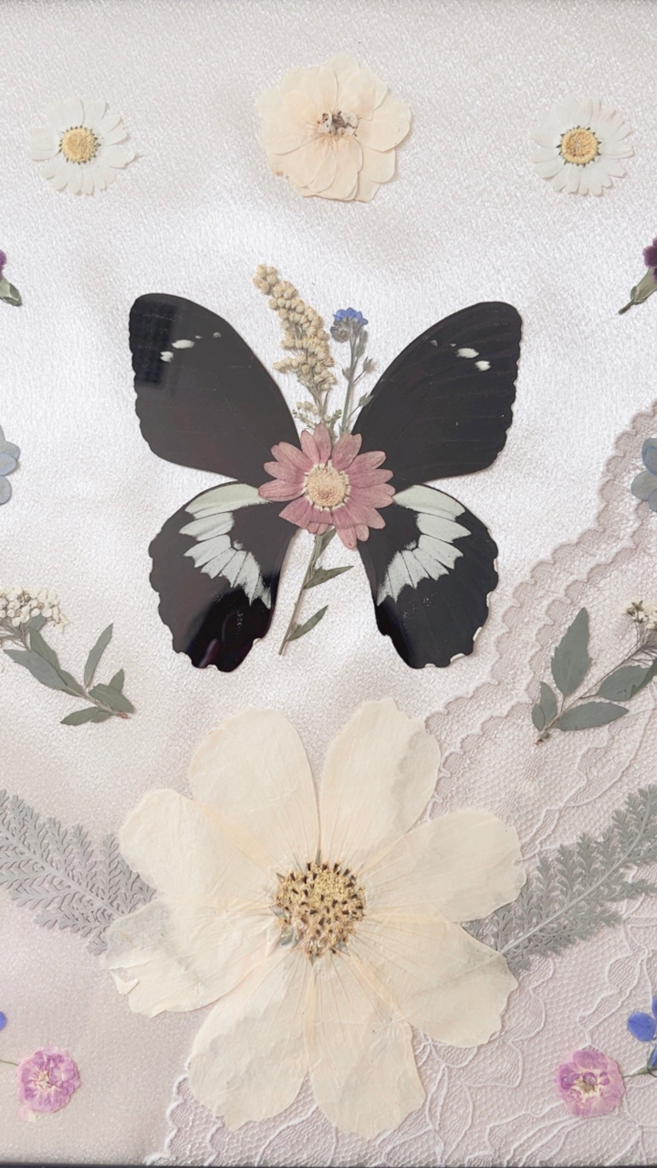 Maven Butterfly Ornate Frame