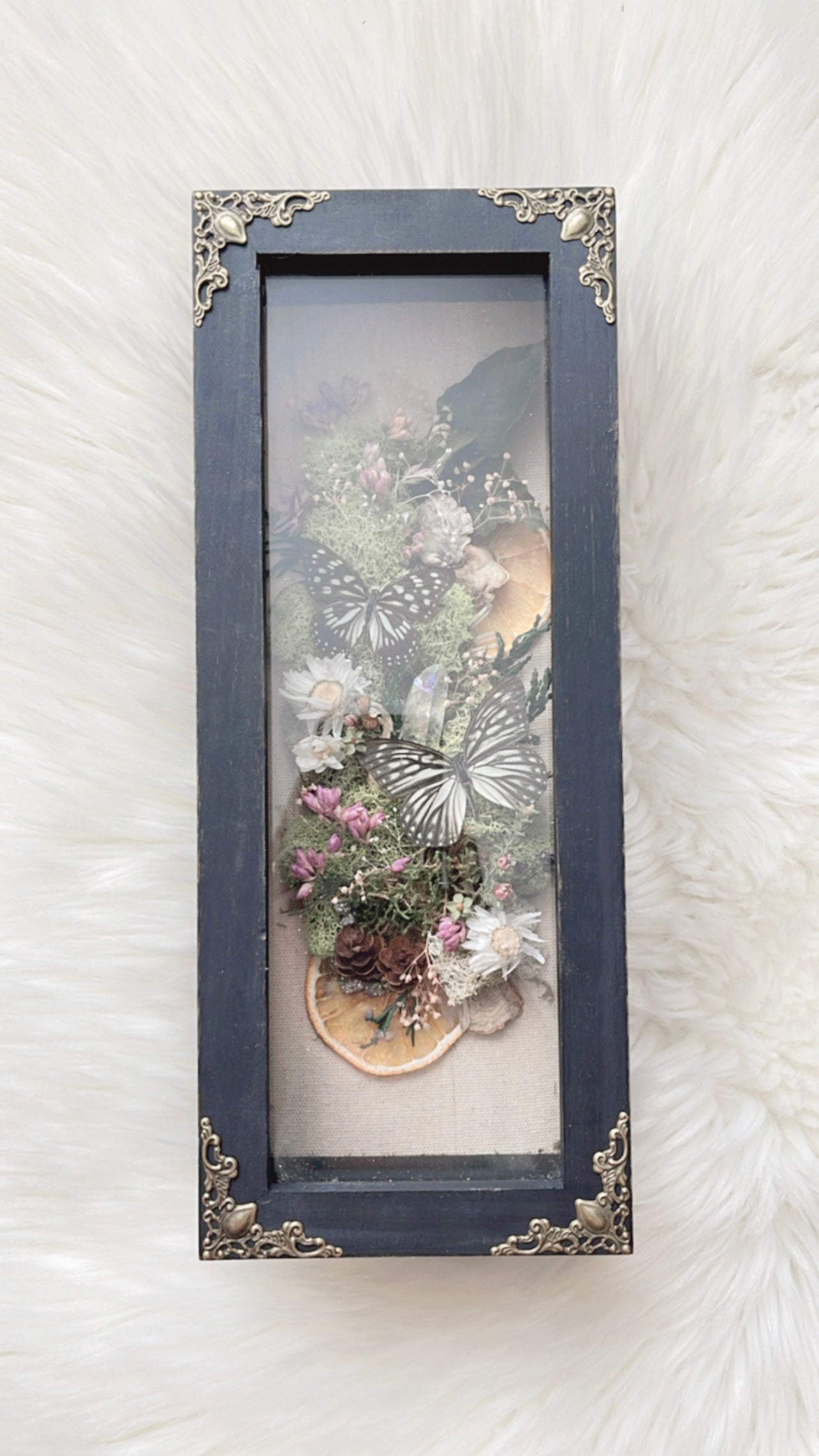 Max Butterfly Shadow Box