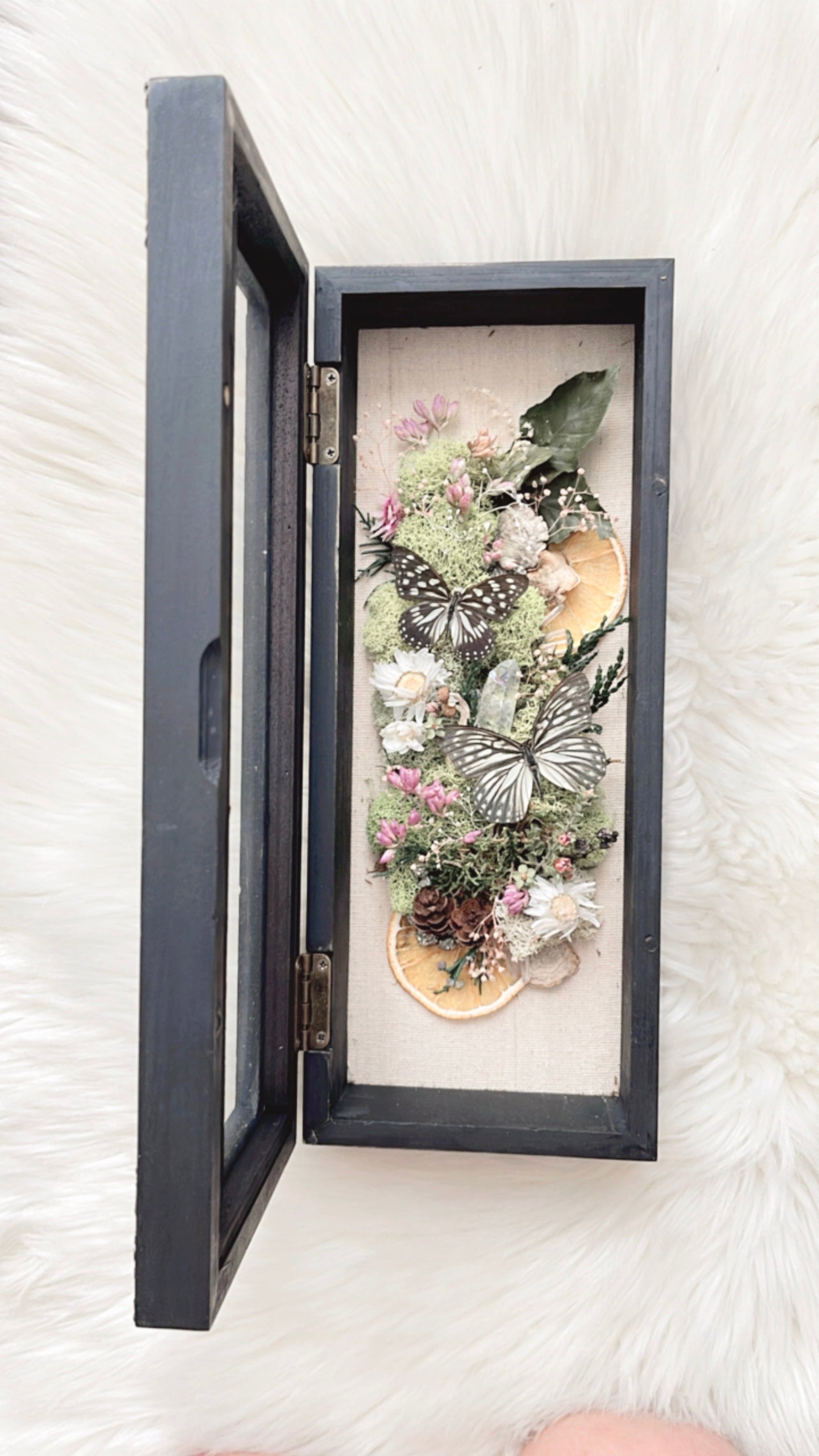 Max Butterfly Shadow Box