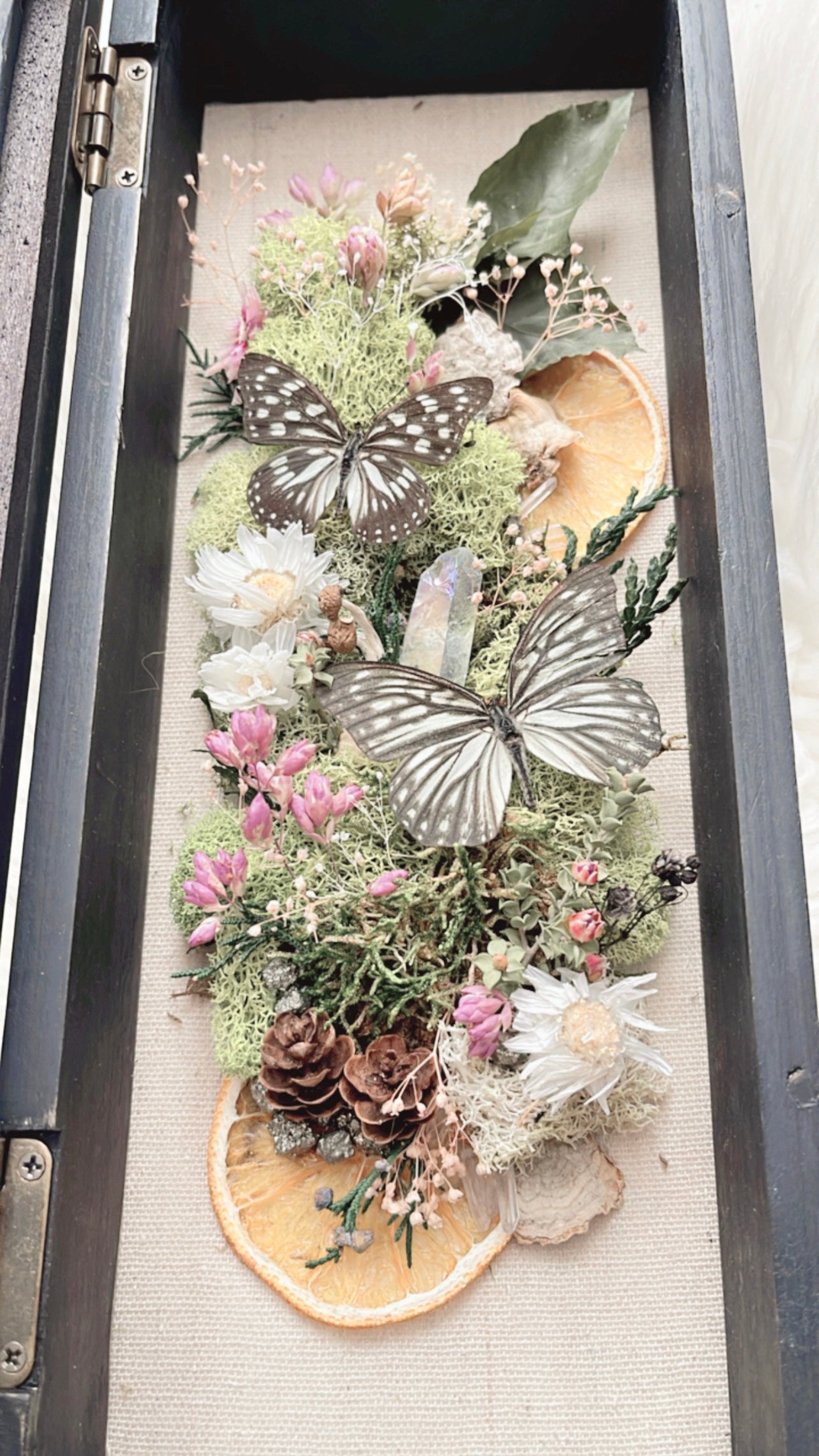 Max Butterfly Shadow Box