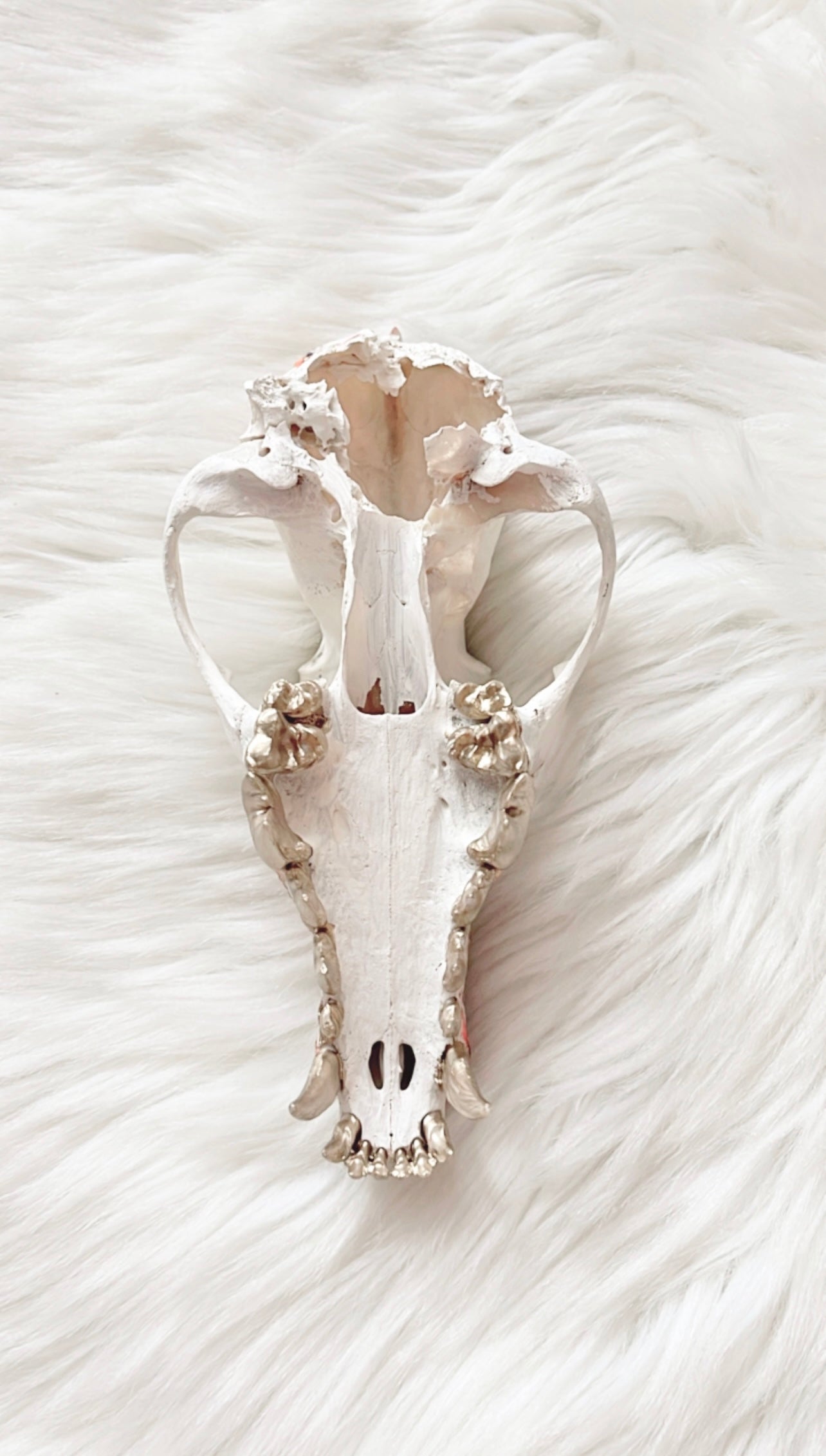 Mia Coyote Skull