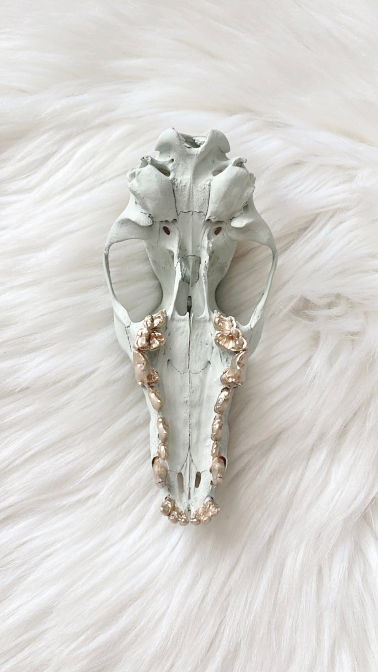 Millie Fox Skull