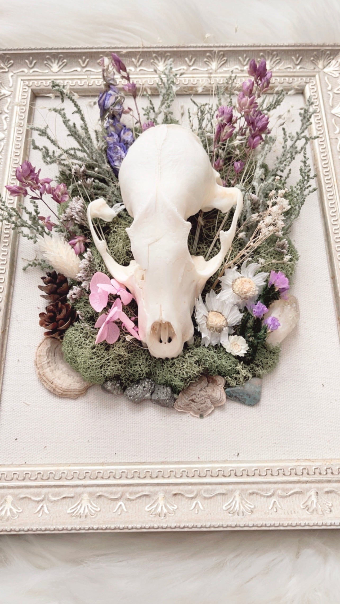 Millie Oddities Frame <Raccoon Skull>