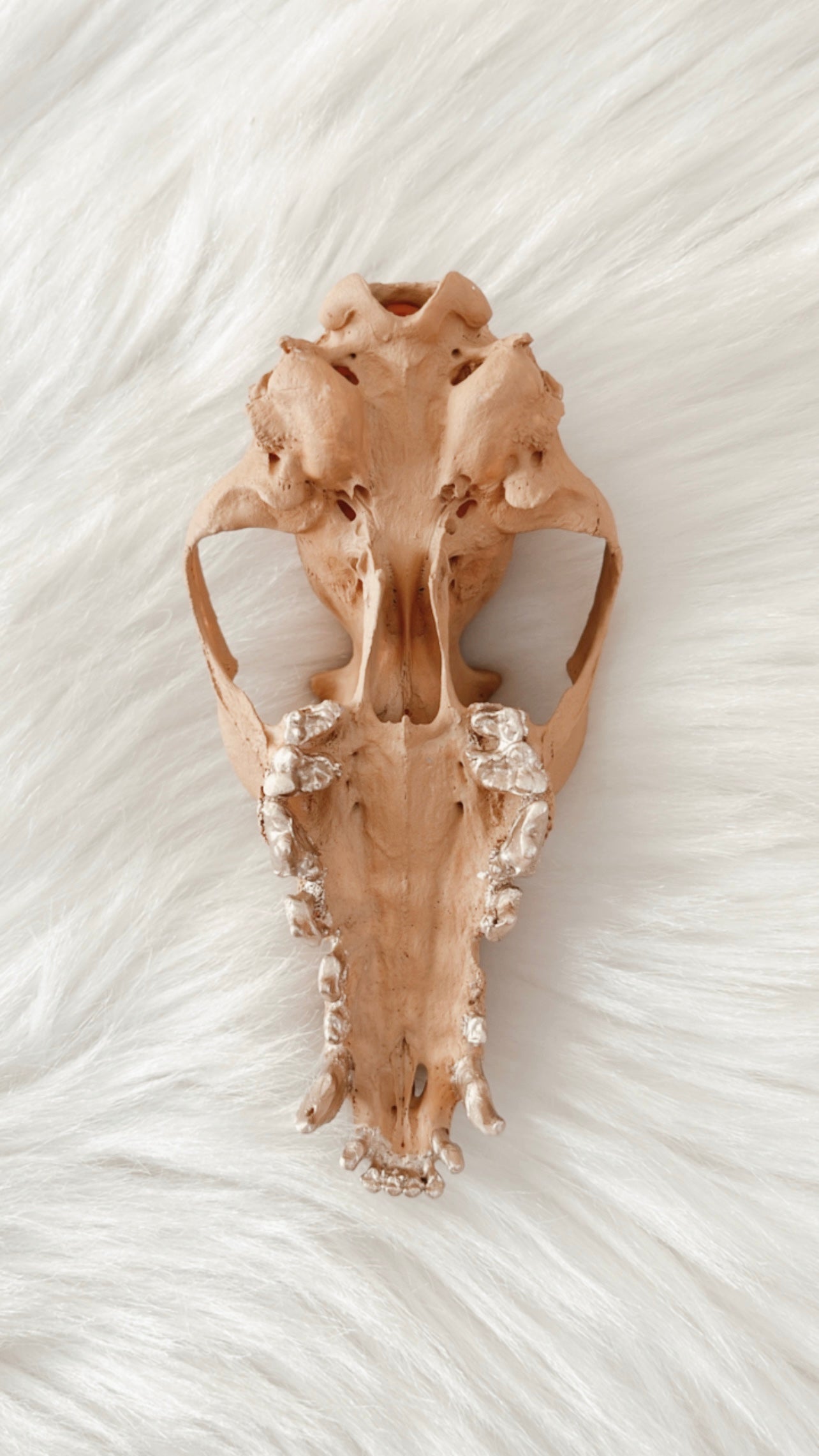 Nalini Fox Skull