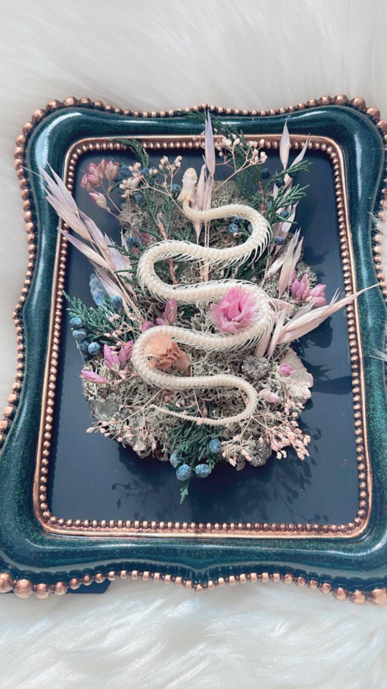 Onyx Oddities Frame <Snake Skelly>