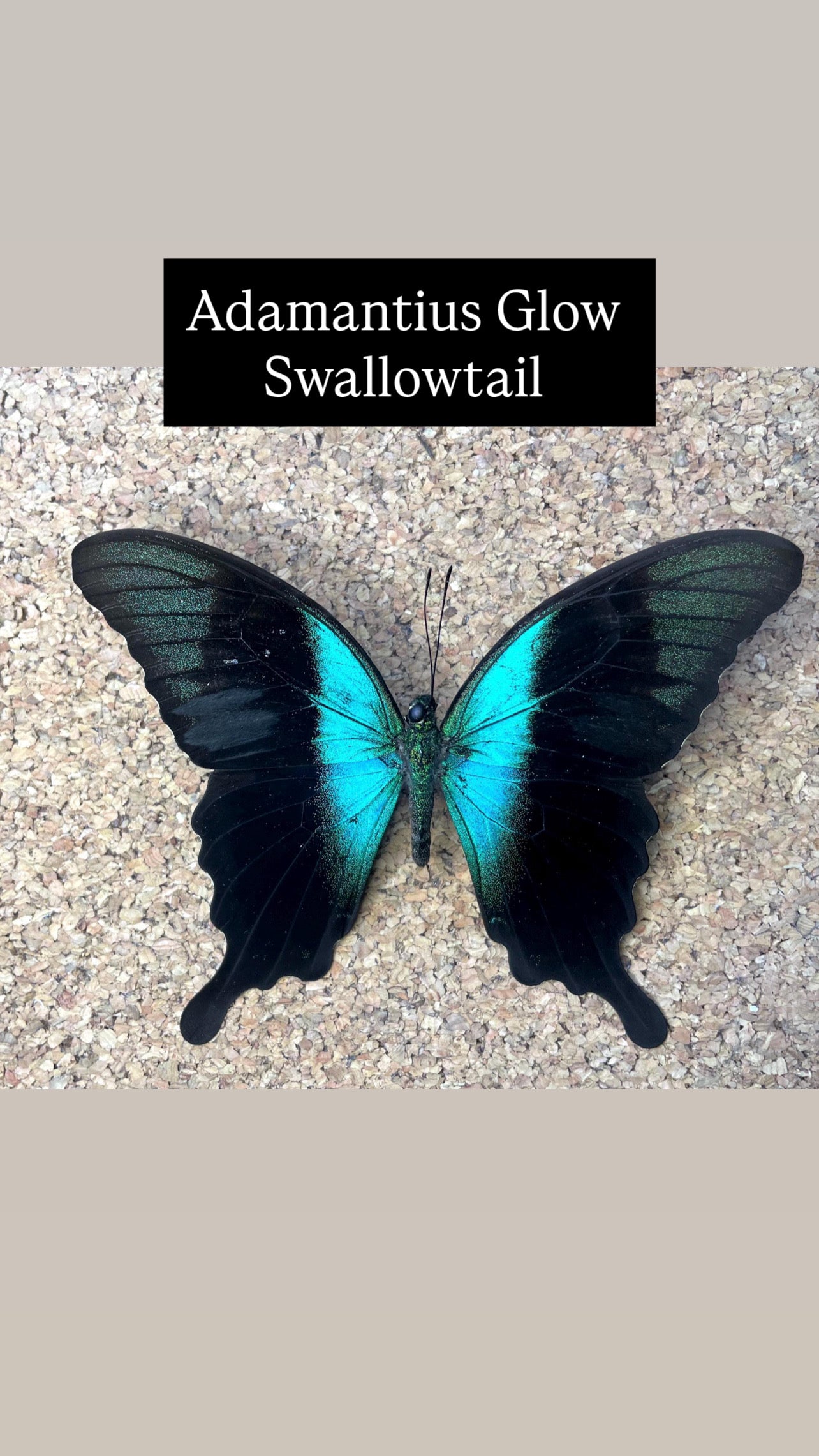 ❋ October 12 in LAFAYETTE ❋ 3p - Butterfly or Dragonfly Shadow Box Workshop