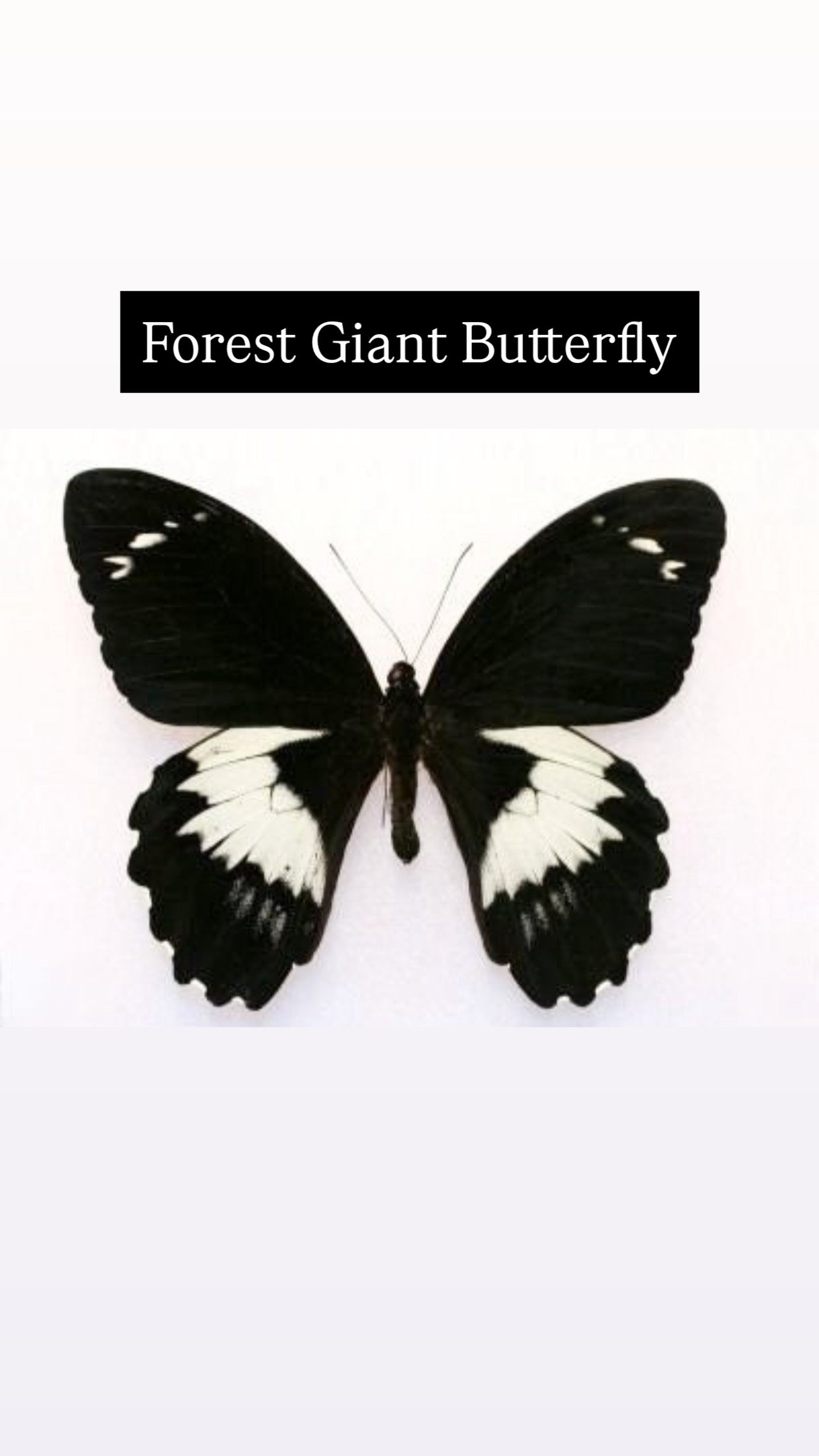 ❋ October 12 in LAFAYETTE ❋ 3p - Butterfly or Dragonfly Shadow Box Workshop