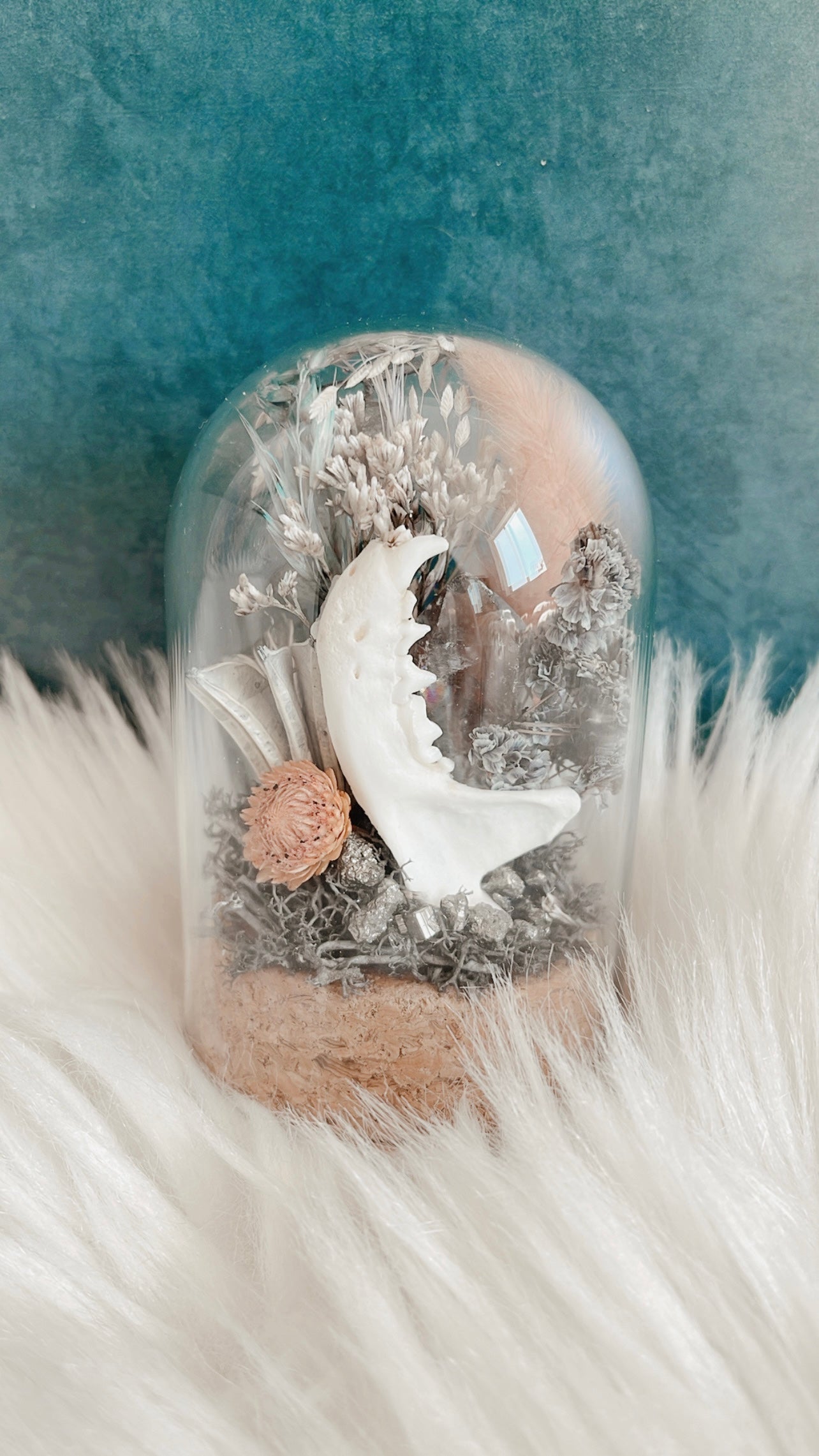 Regina Terrarium