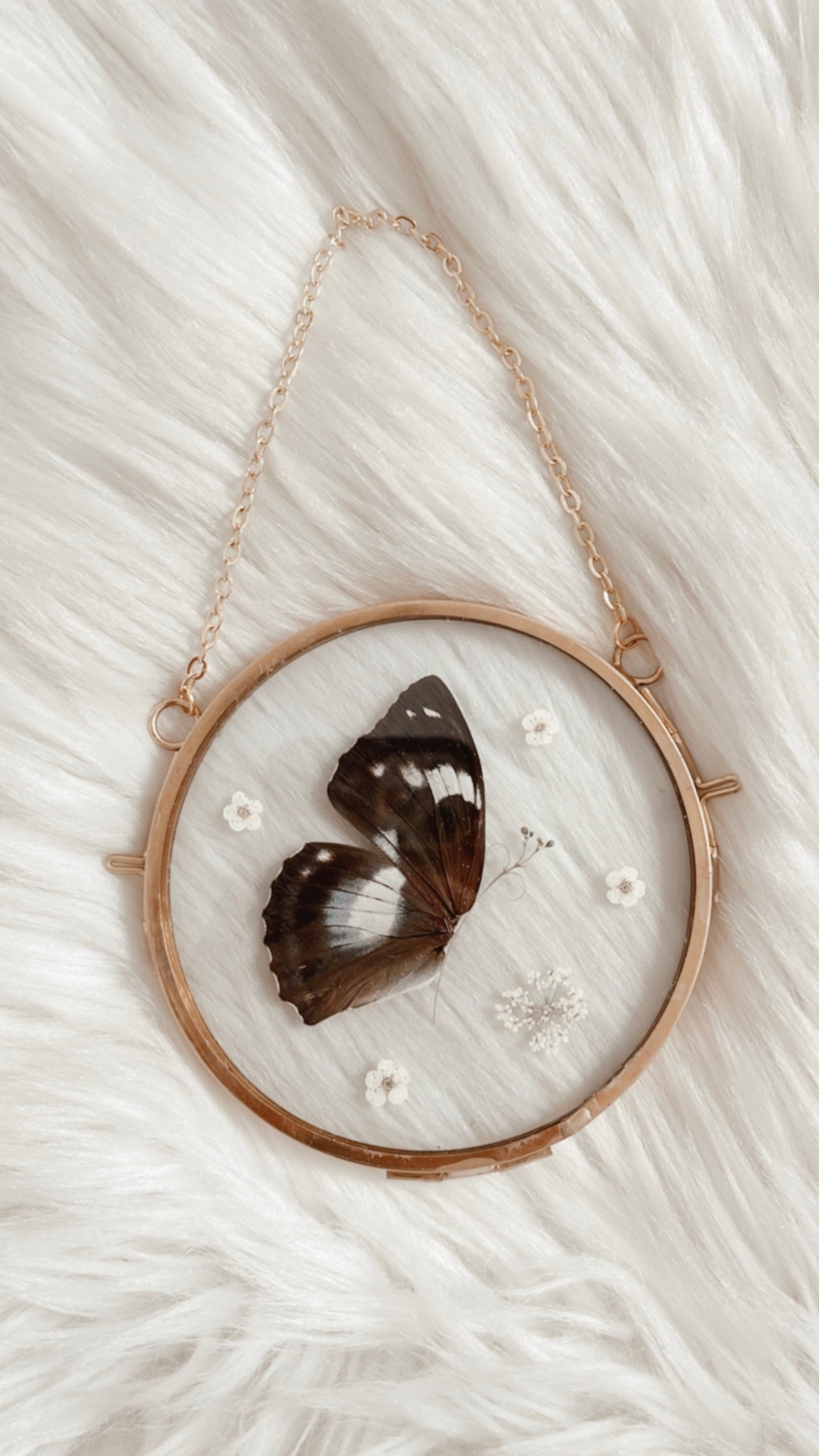 Rosalie Butterfly Floral Frame