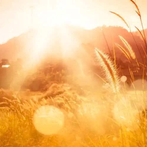 Sun Kissed 4oz Candle