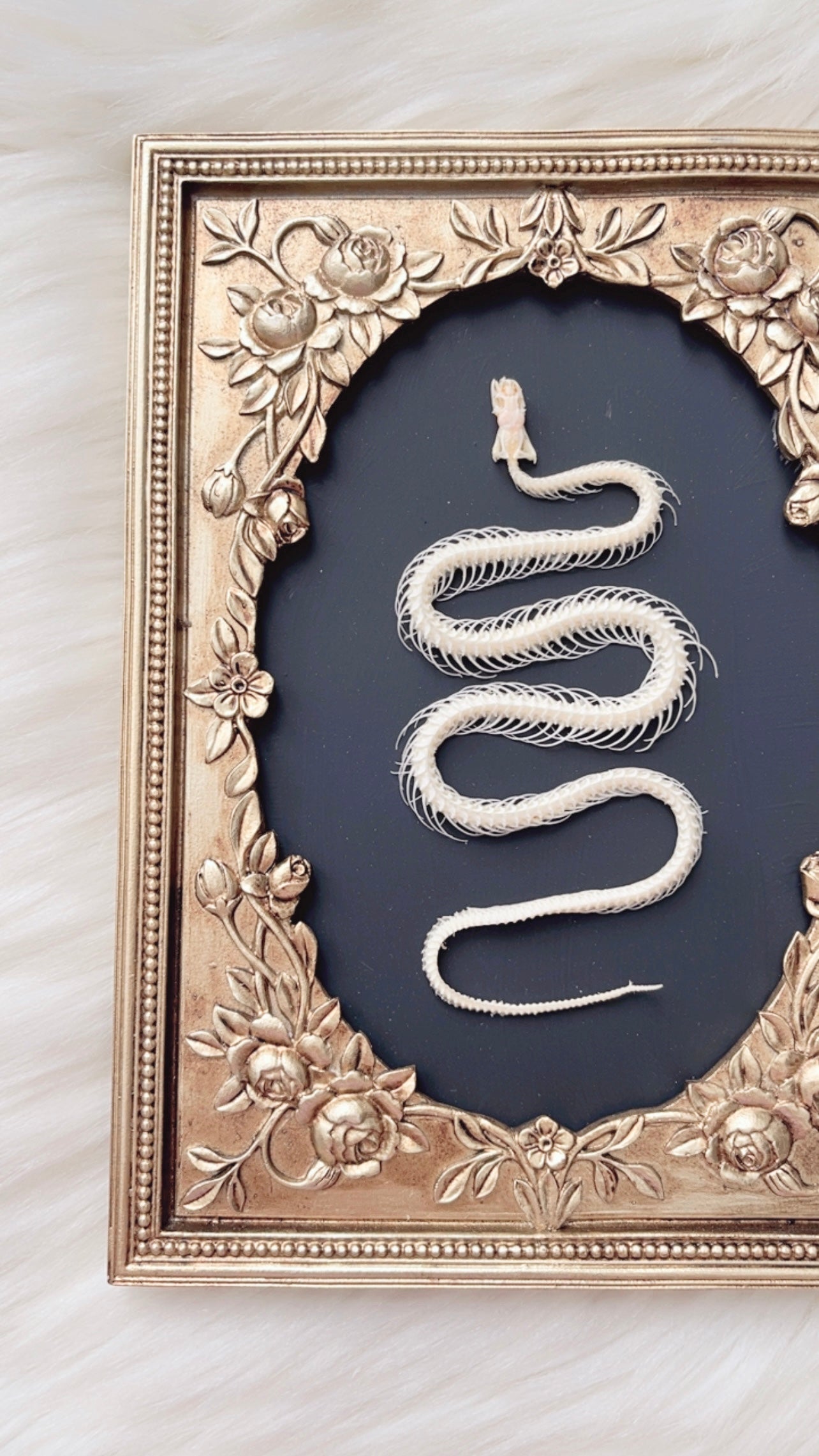 Sylvie Oddities Frame <Snake Skelly>