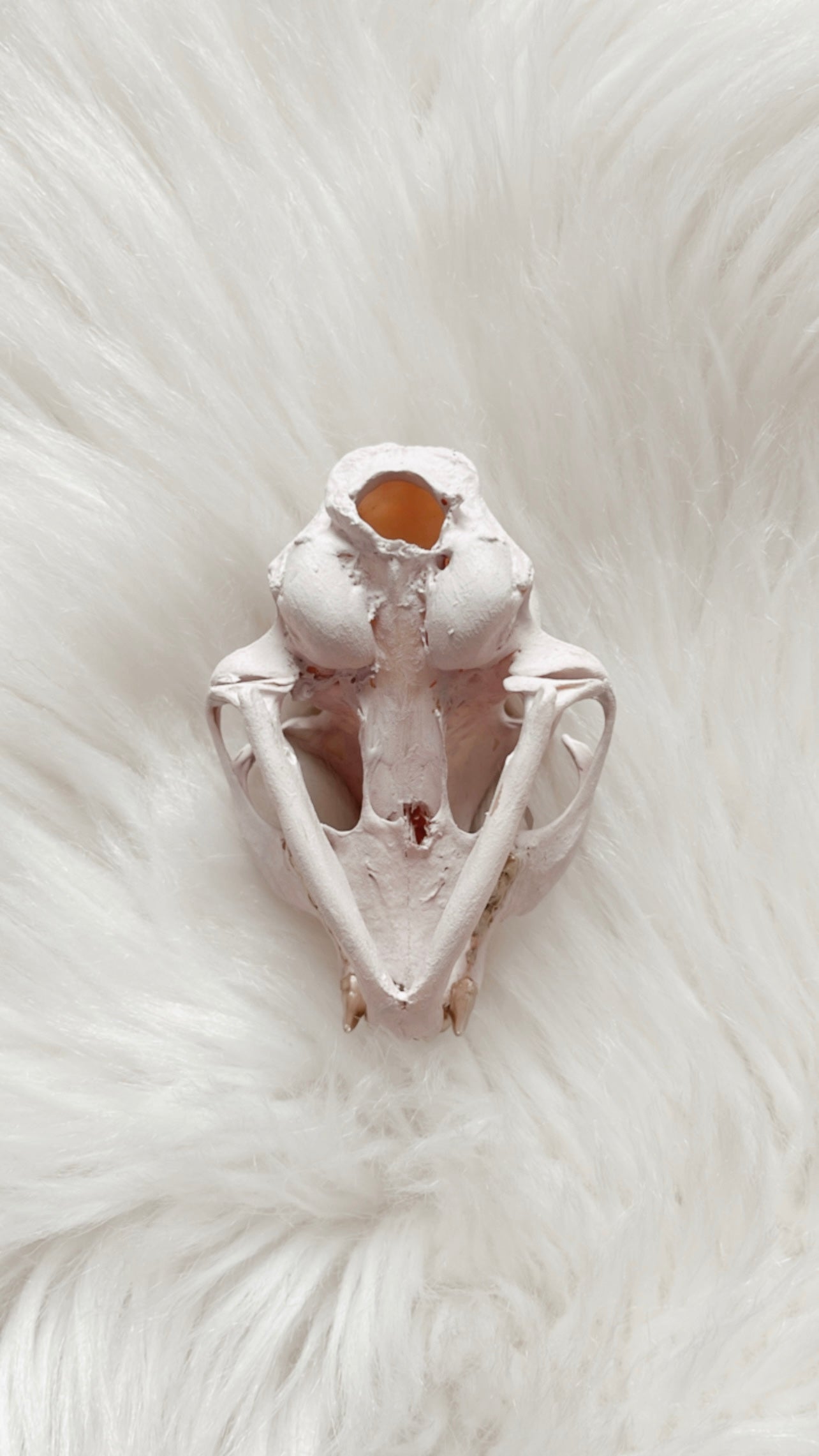 Trish Cat Skull