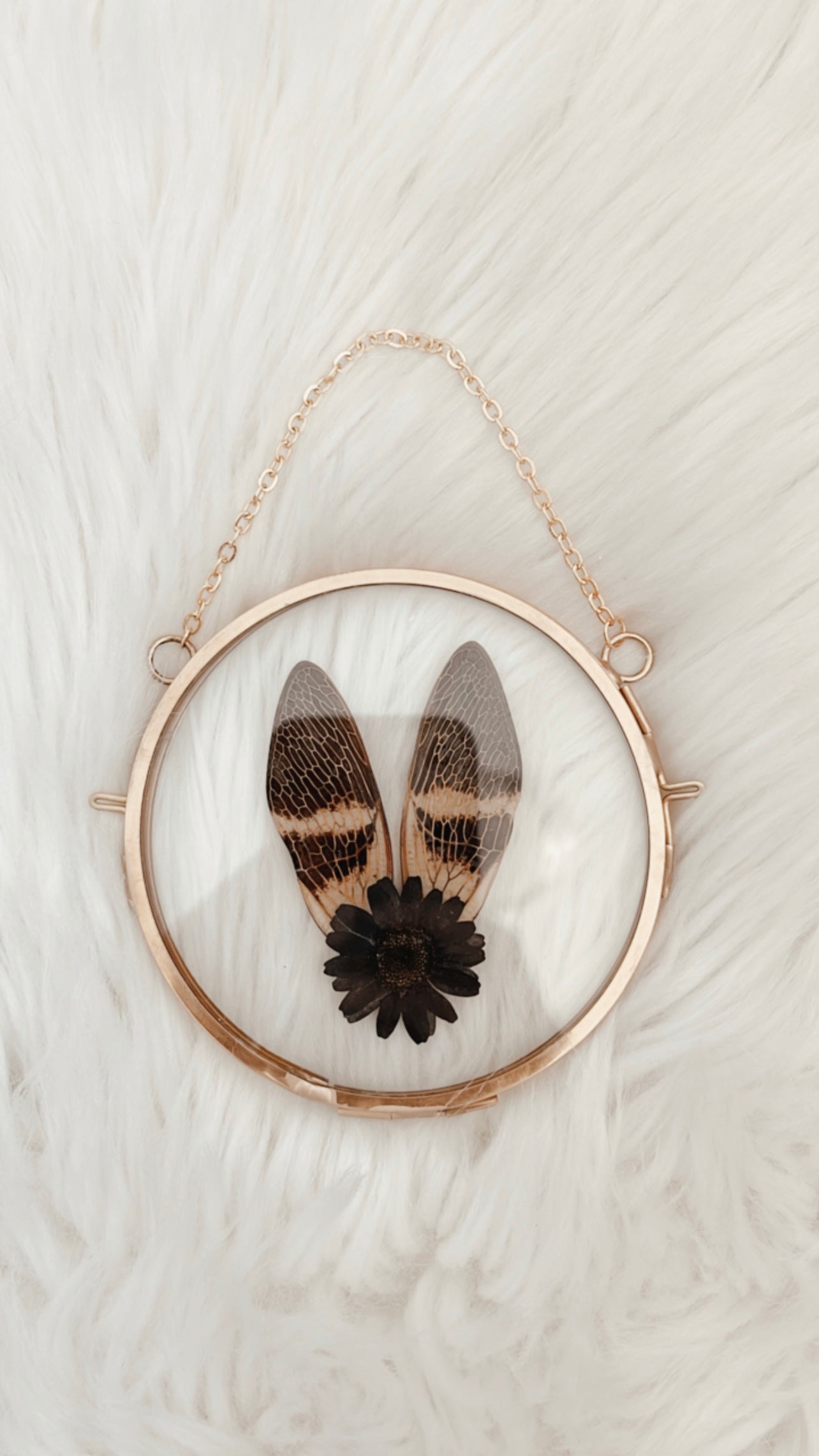 Vienna Cicada Floral Frame