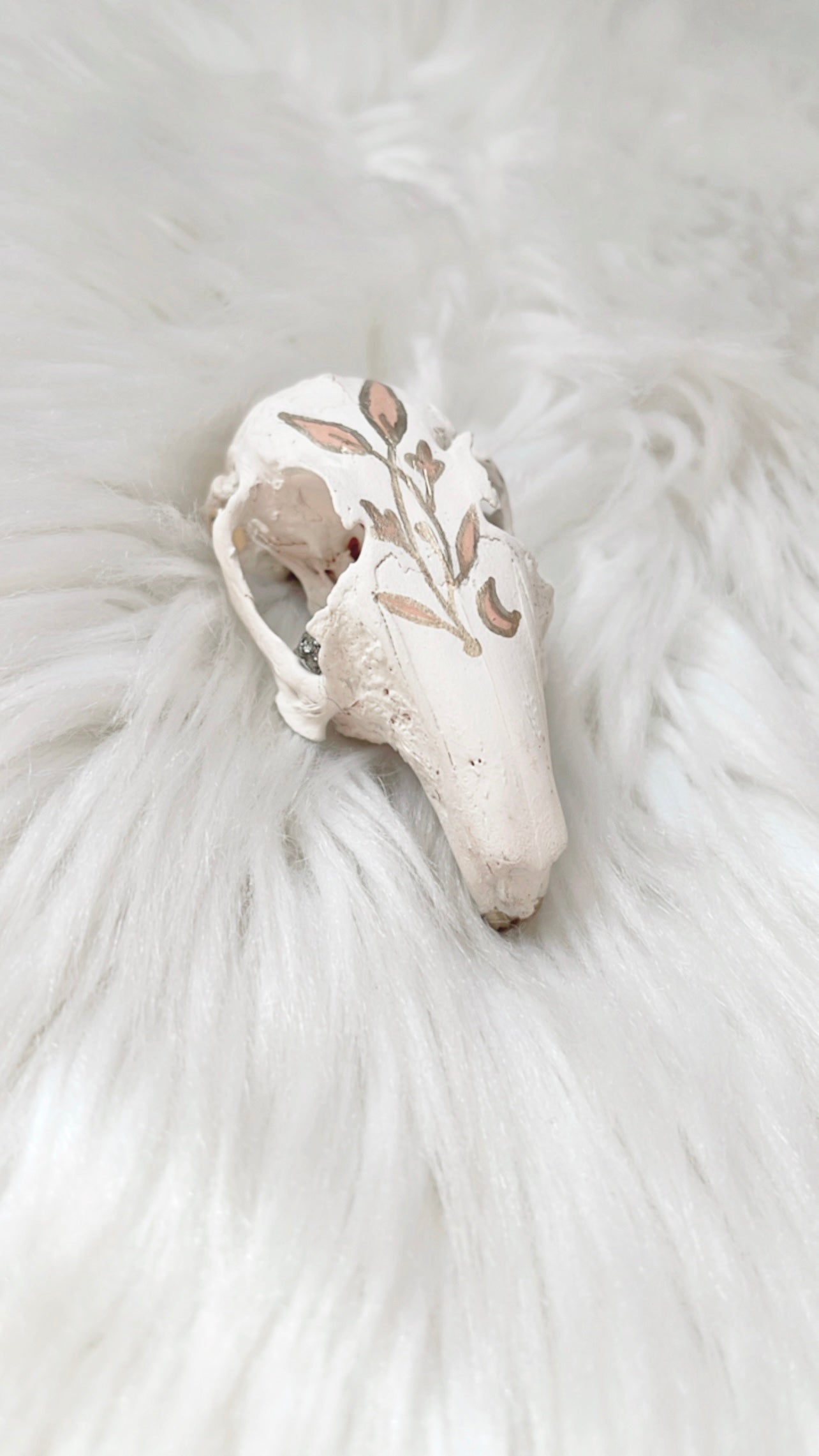 Wren Rabbit Skull