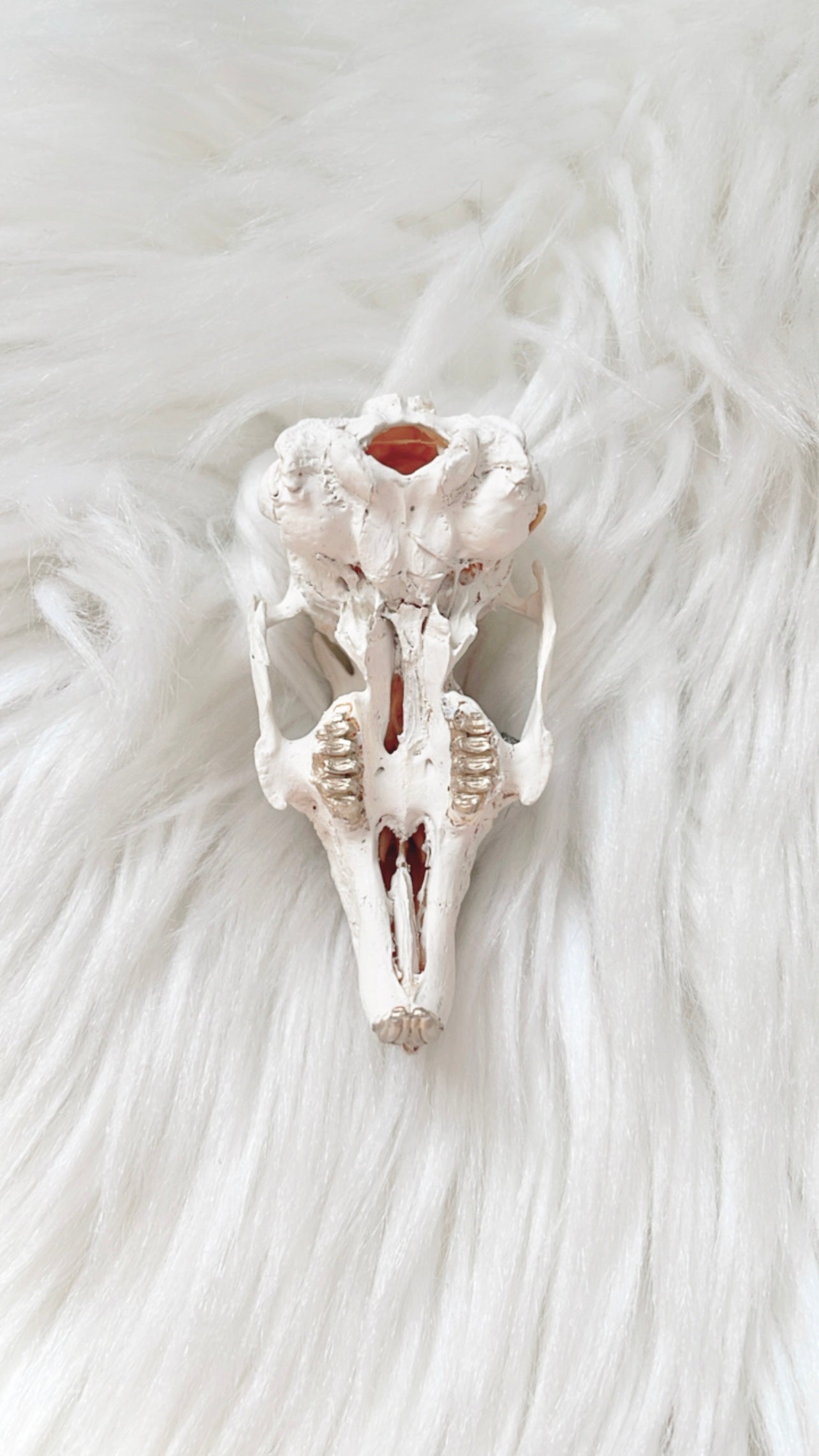 Wren Rabbit Skull