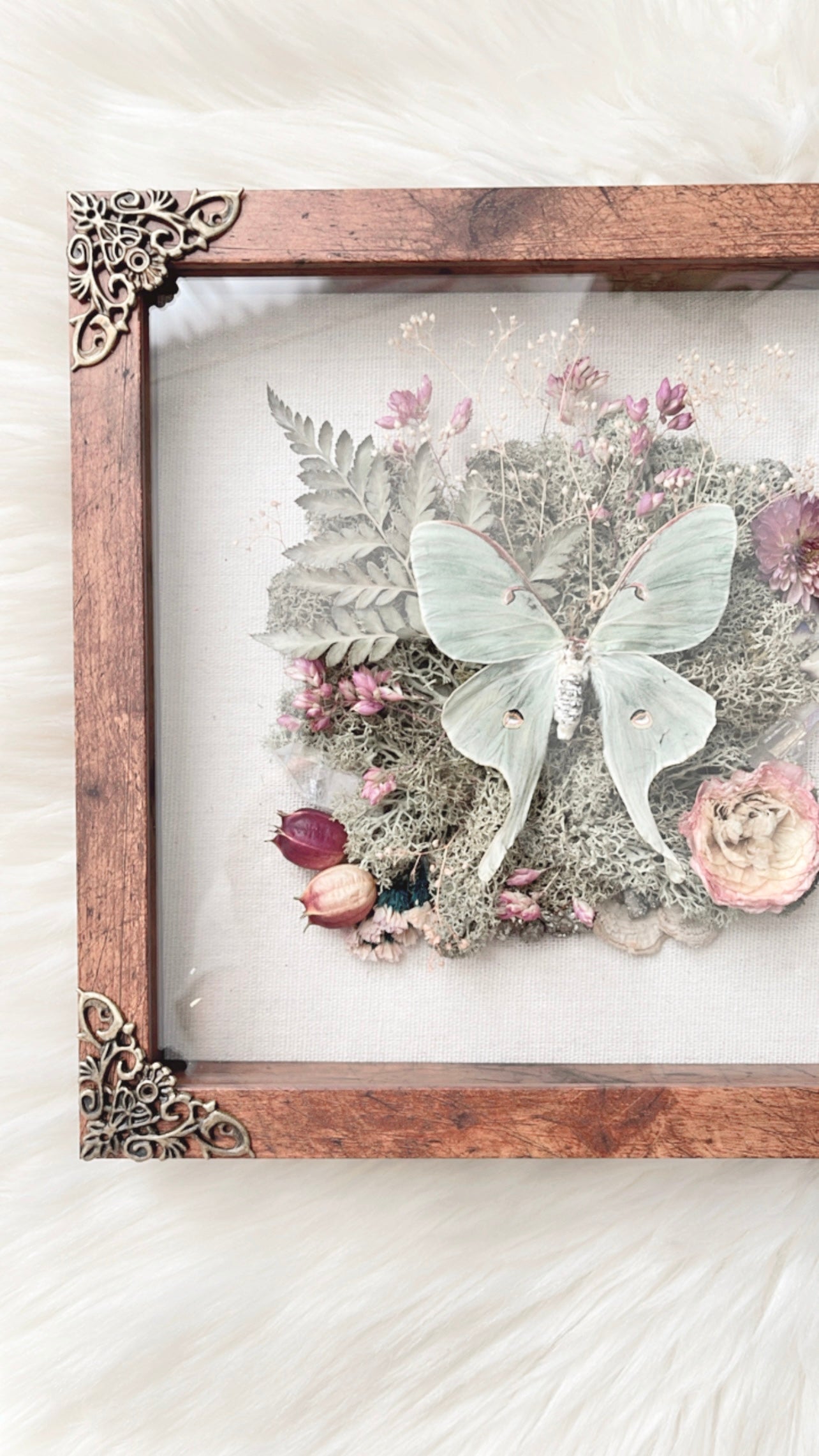 Luna Moth Shadow Box