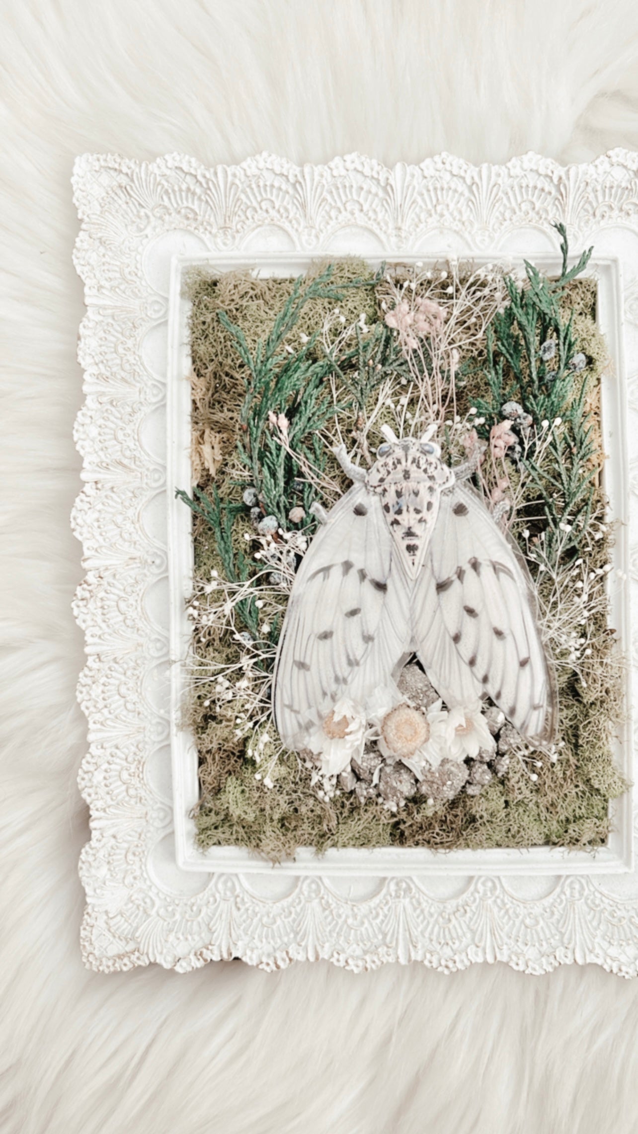 Annabelle Cicada Floral Frame