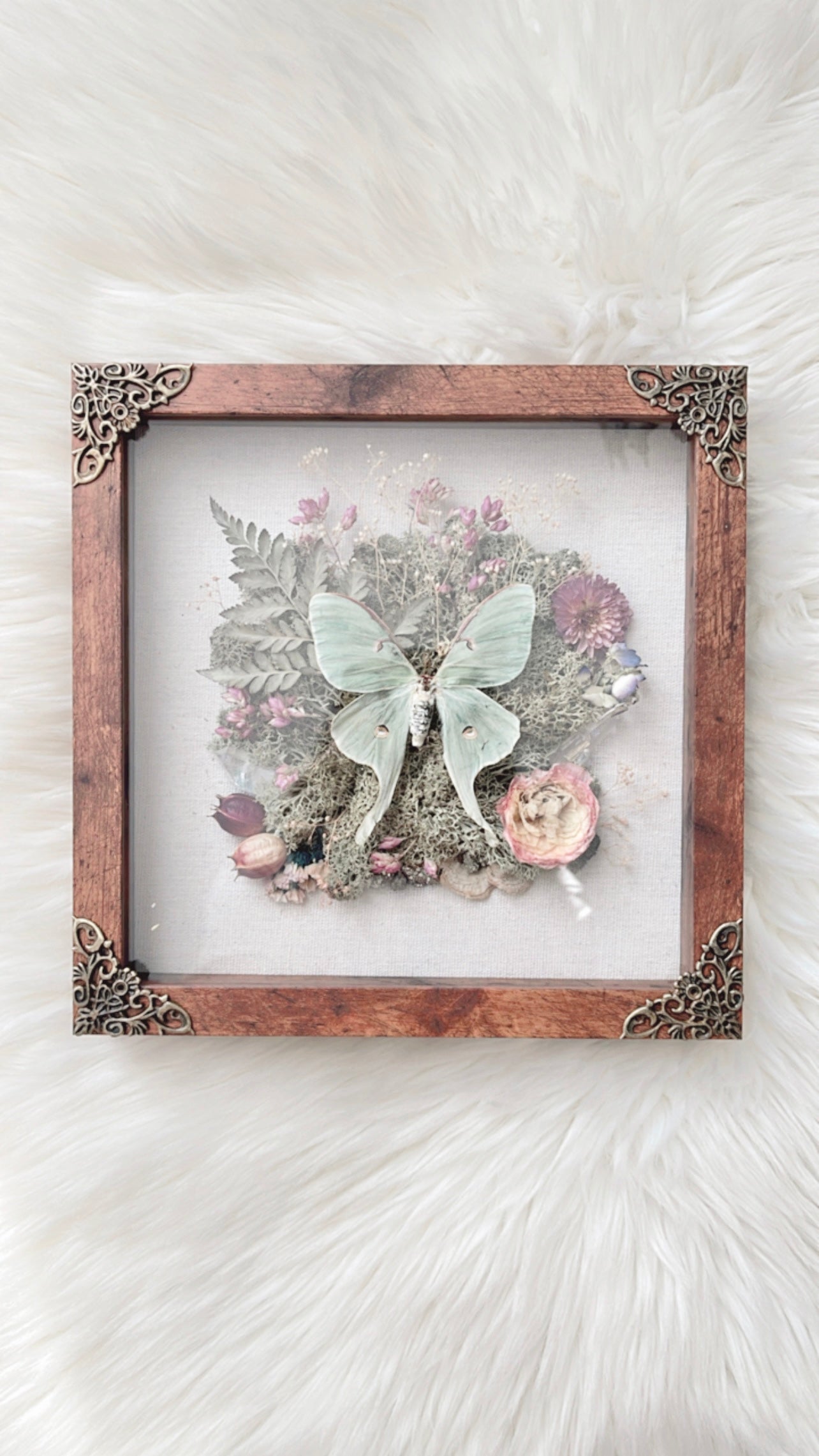 Luna Moth Shadow Box