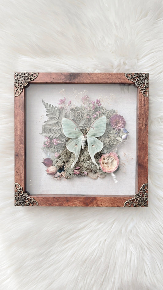Luna Moth Shadow Box