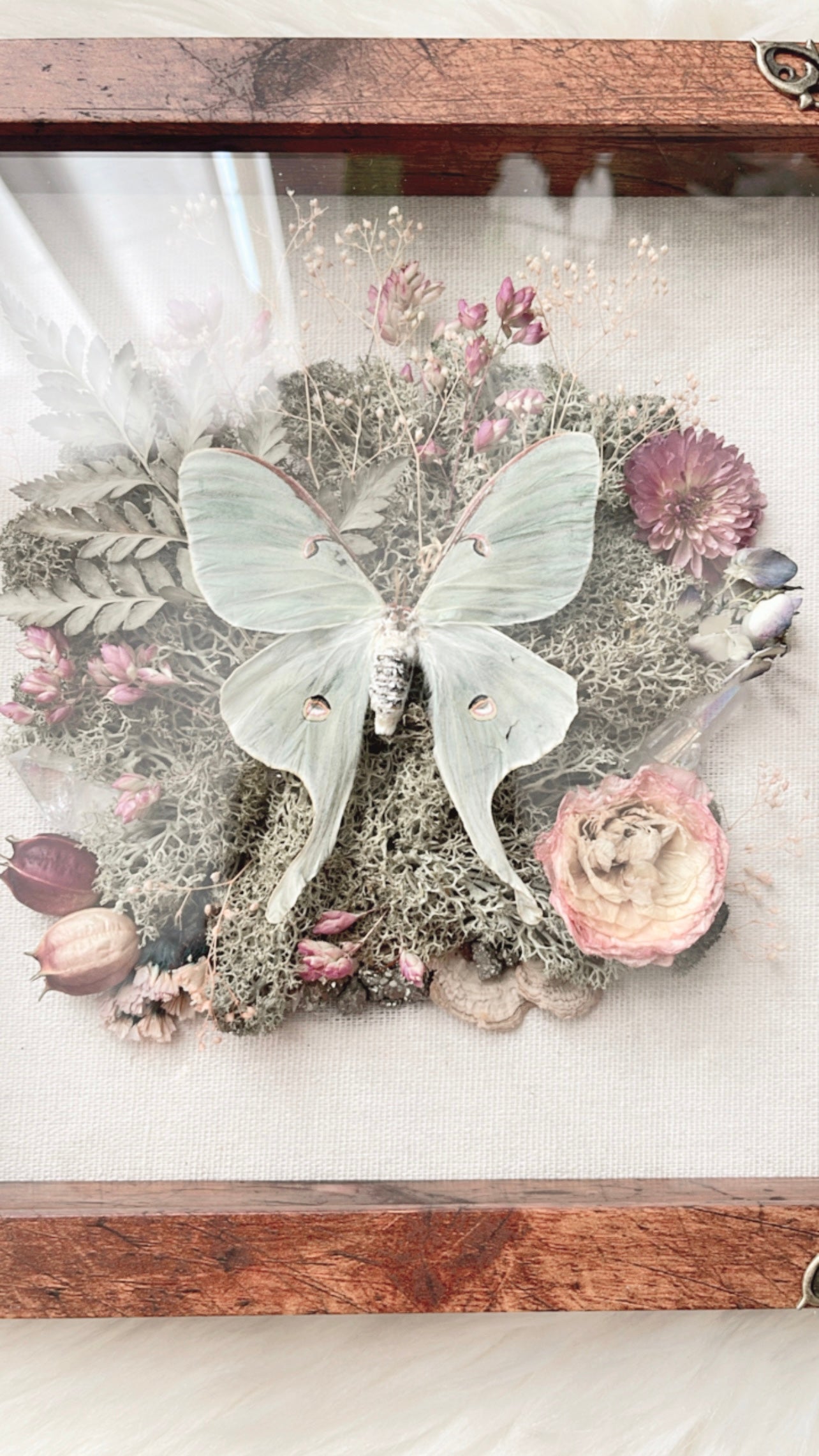 Luna Moth Shadow Box