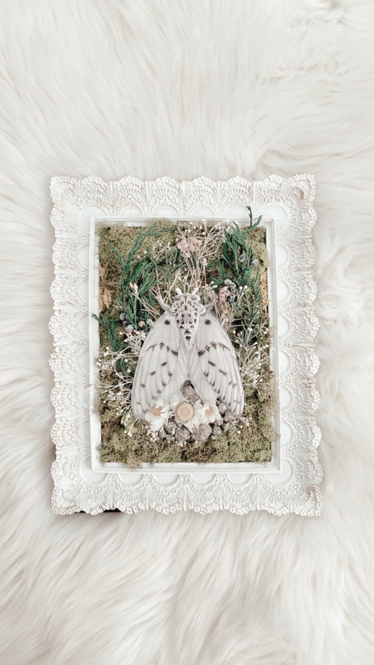 Annabelle Cicada Floral Frame