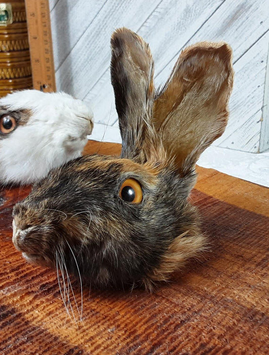 Reserved for Rachel - Custom Rabbit Oddities Frame