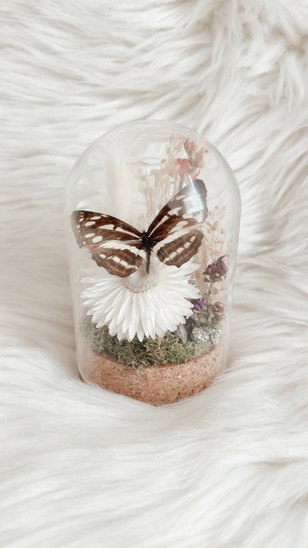 Lily Terrarium