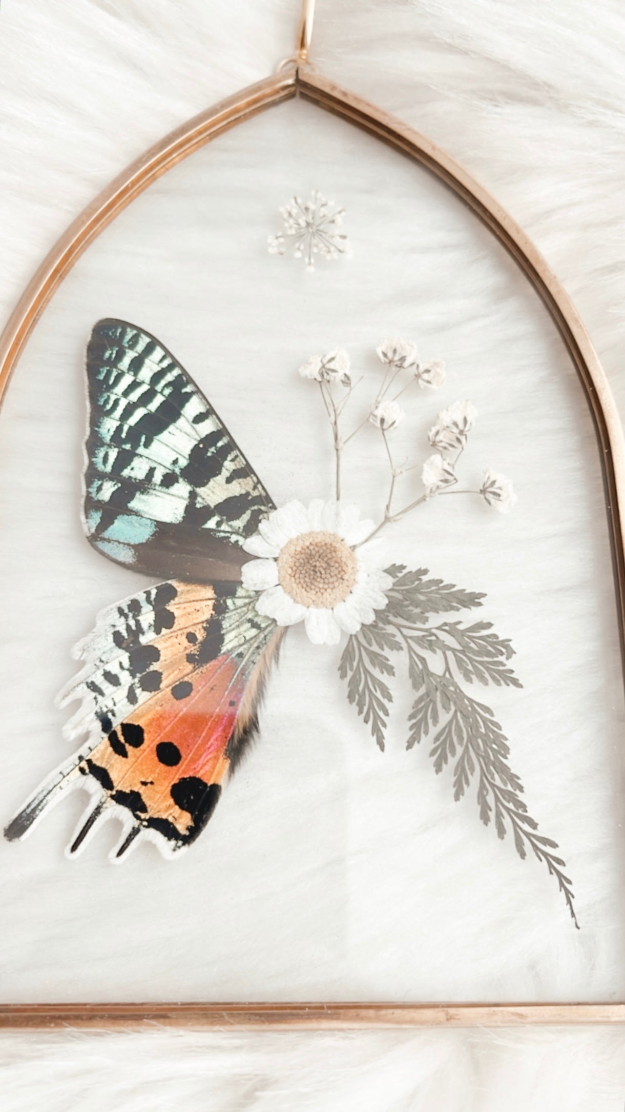 Aiyana Sunset Moth Floral Frame