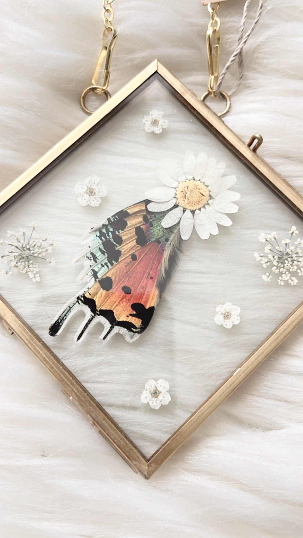 Alma Moth Floral Frame <4.75x4.75in>