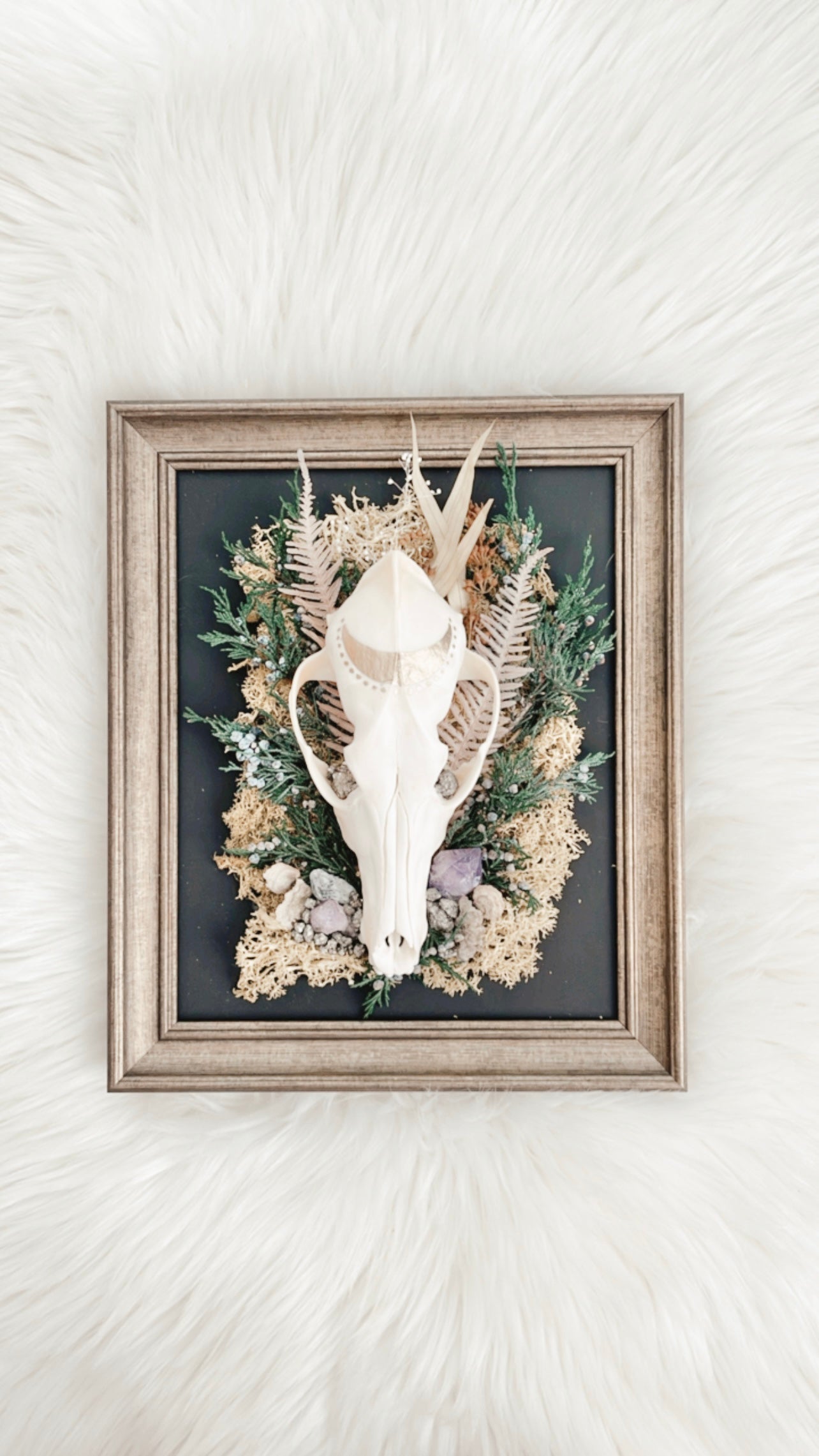 ❋ August 31, 2025 ❋ 11:30a - Coyote Skull Oddities Frame