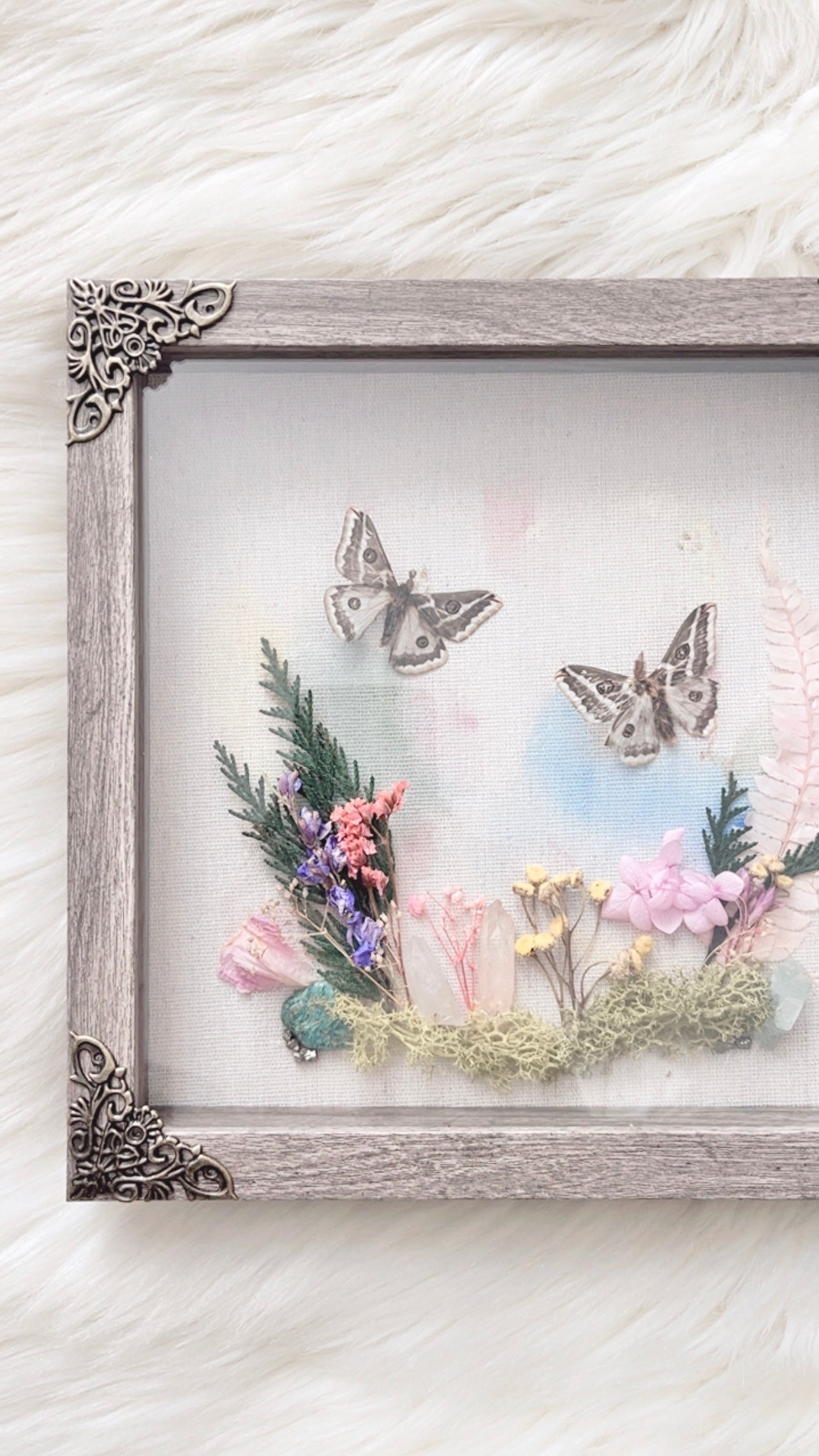 Amelia Moth Shadowbox