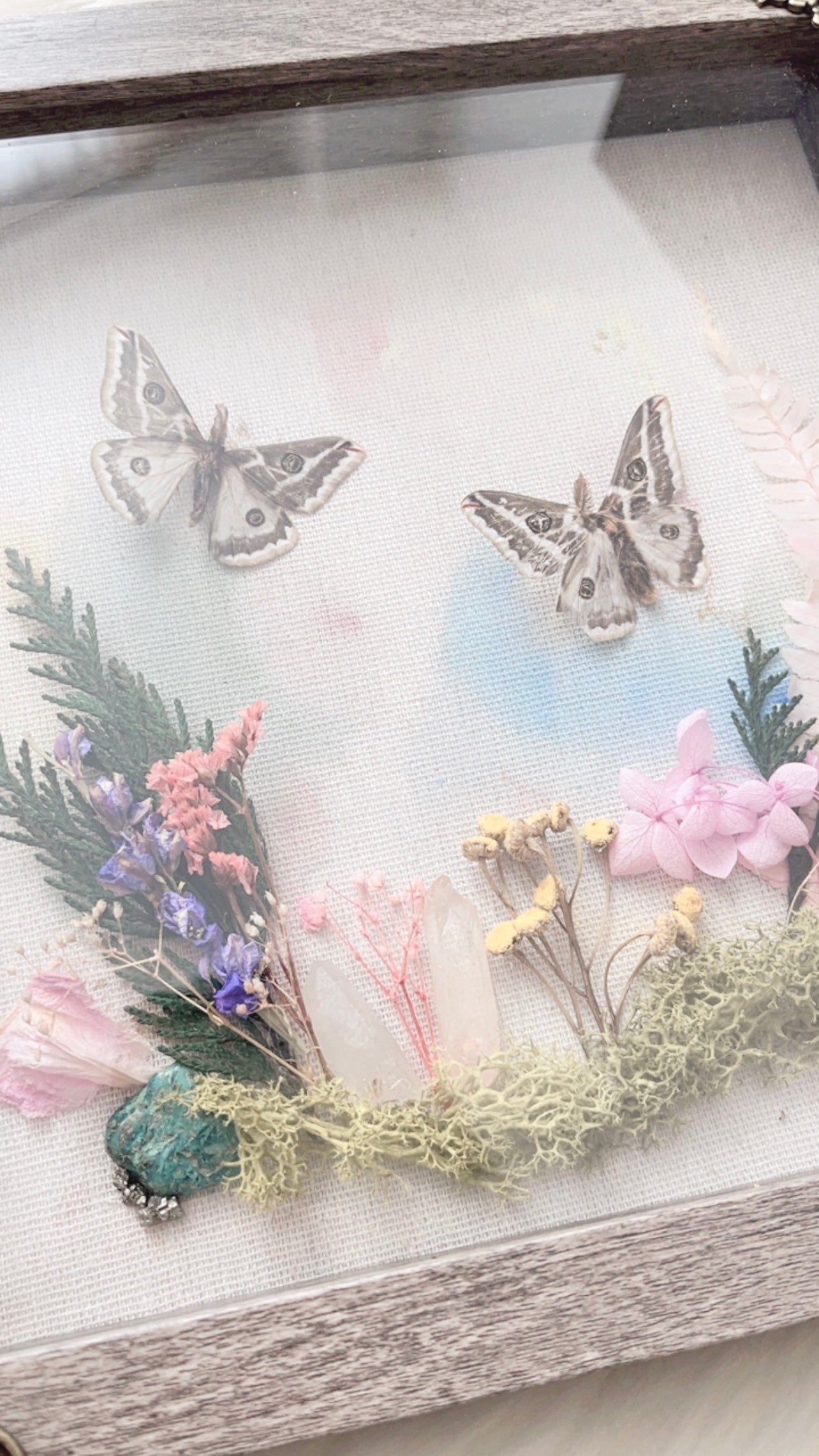 Amelia Moth Shadowbox