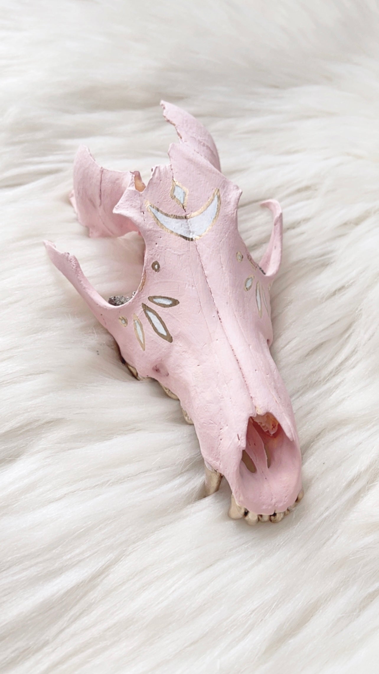 Anya Coyote Skull