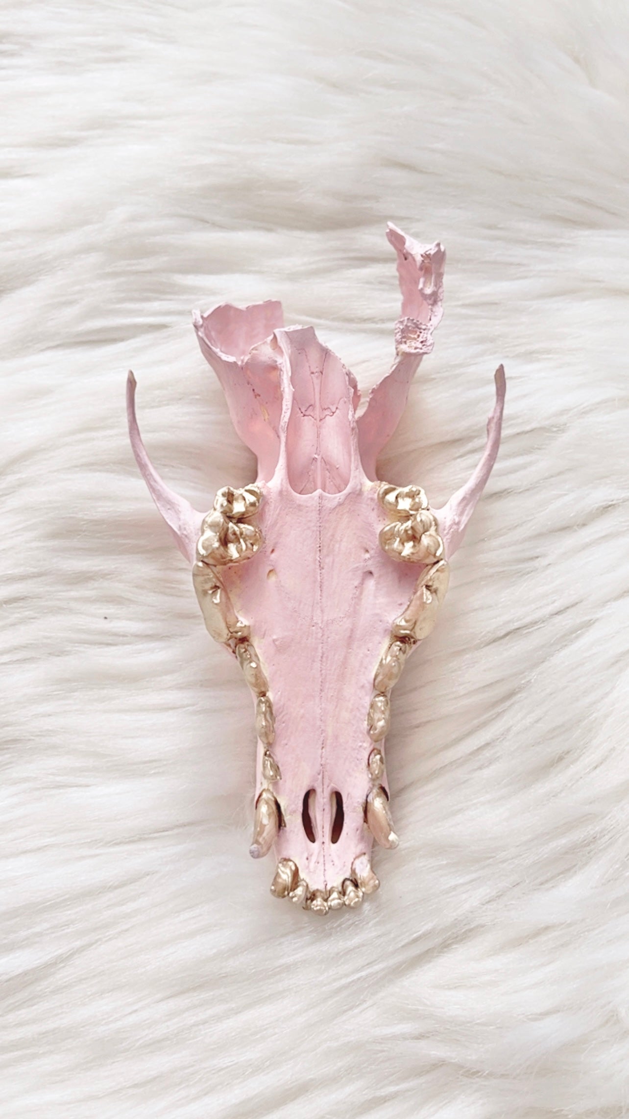 Anya Coyote Skull