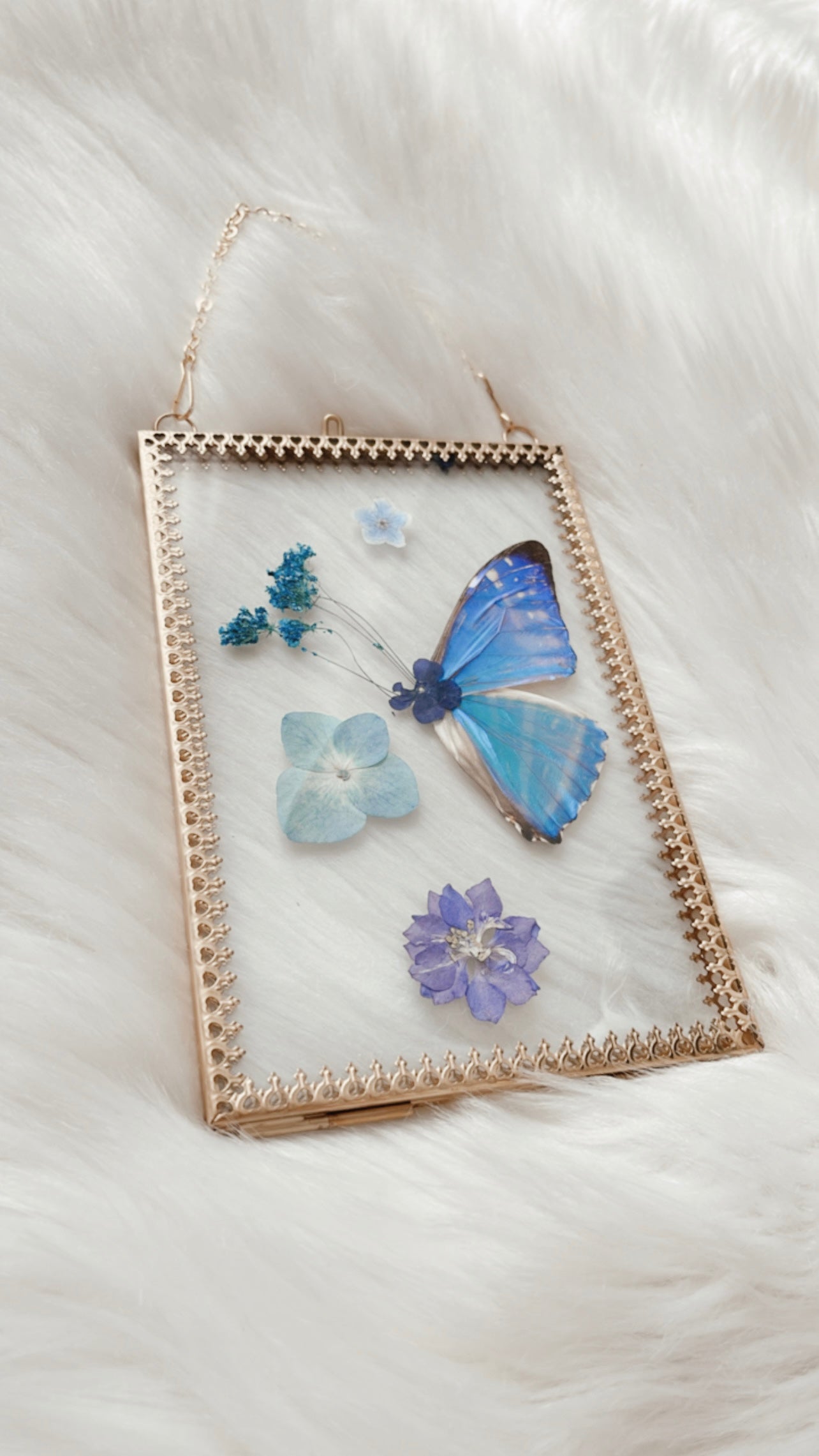 Aurora Blue Morpho Floral Frame